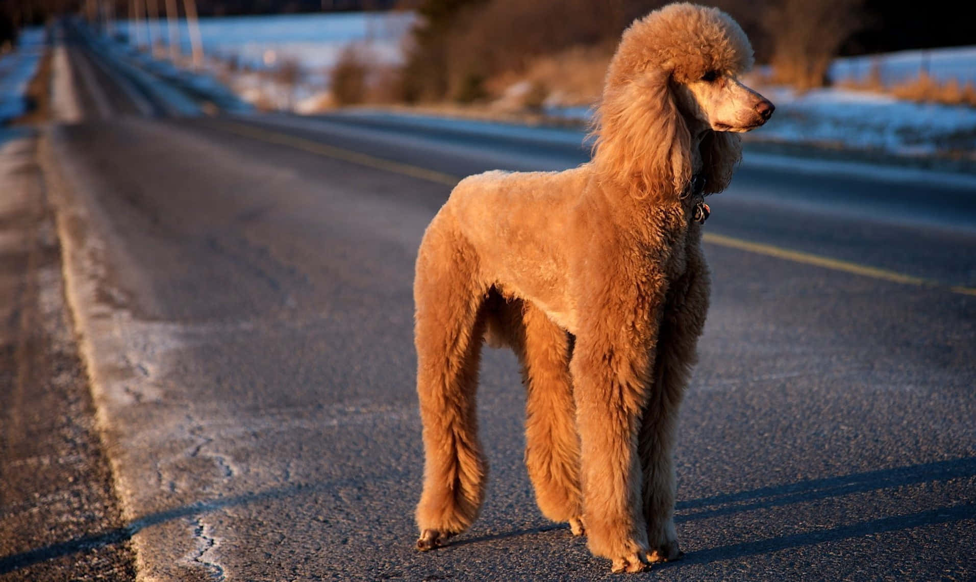 Brown Poodle Dog Cute Animal Crossing