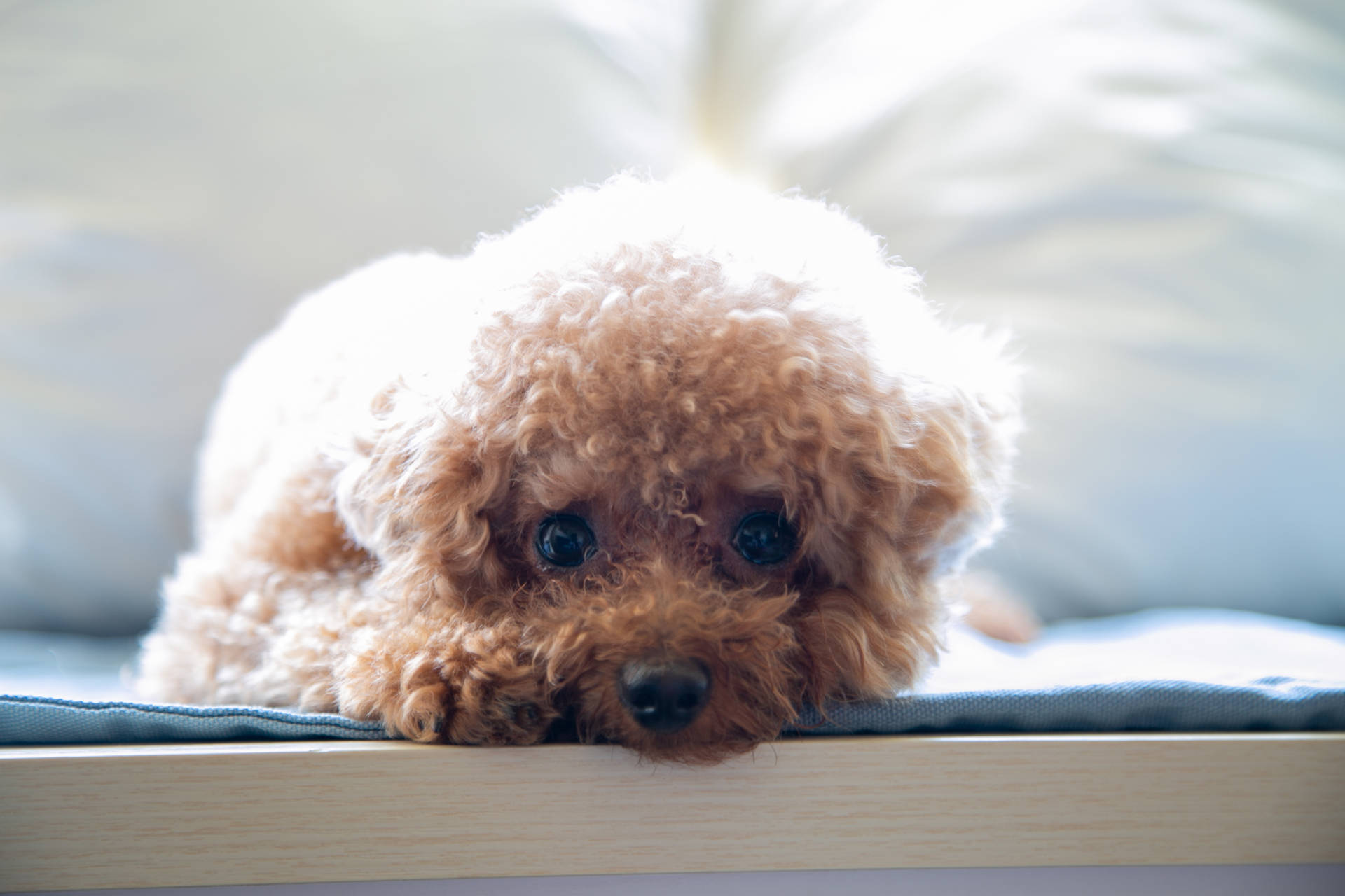 Brown Poodle Puppy Eyes Background