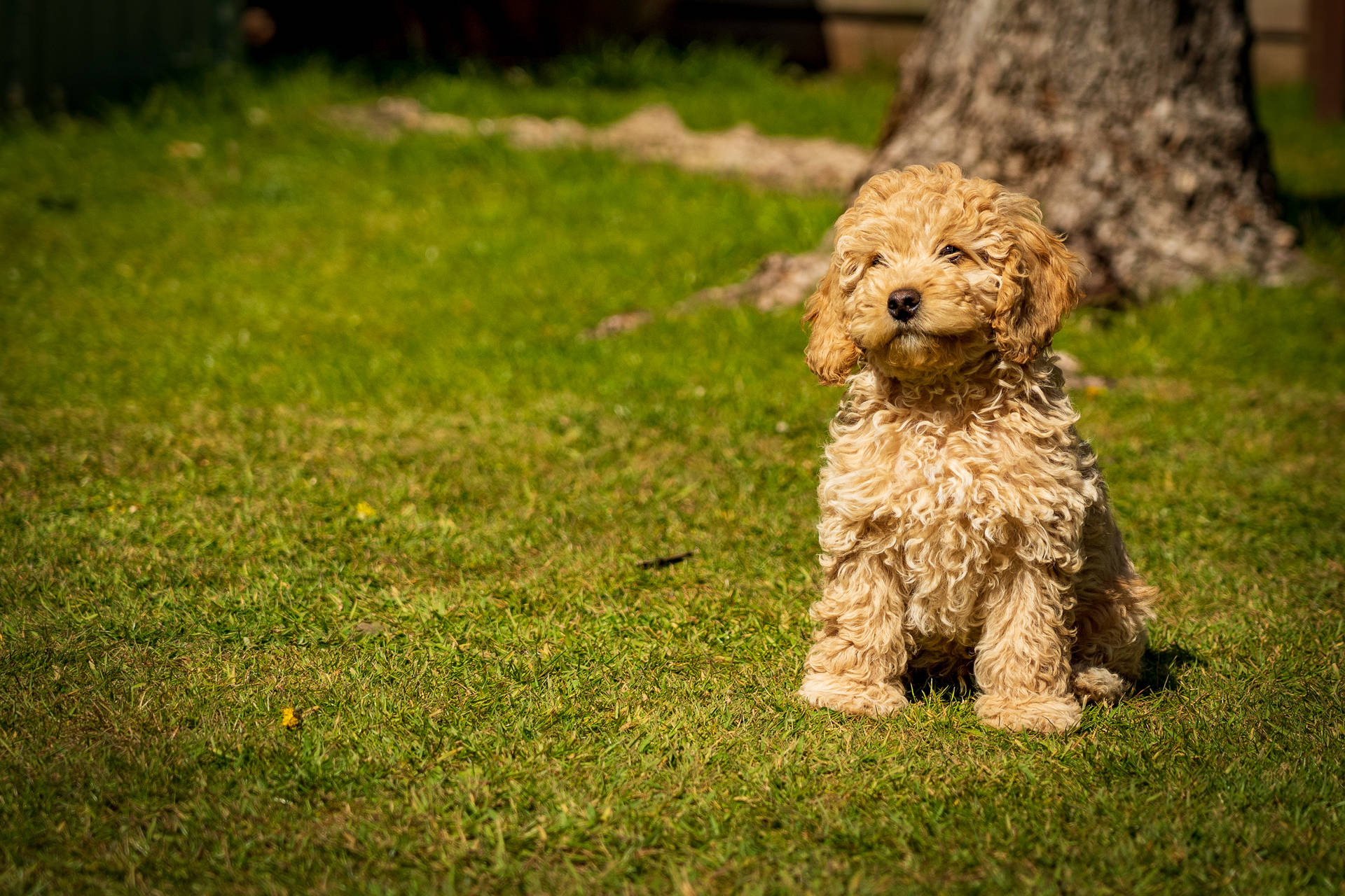 Brown Poodle Puppy On Grass