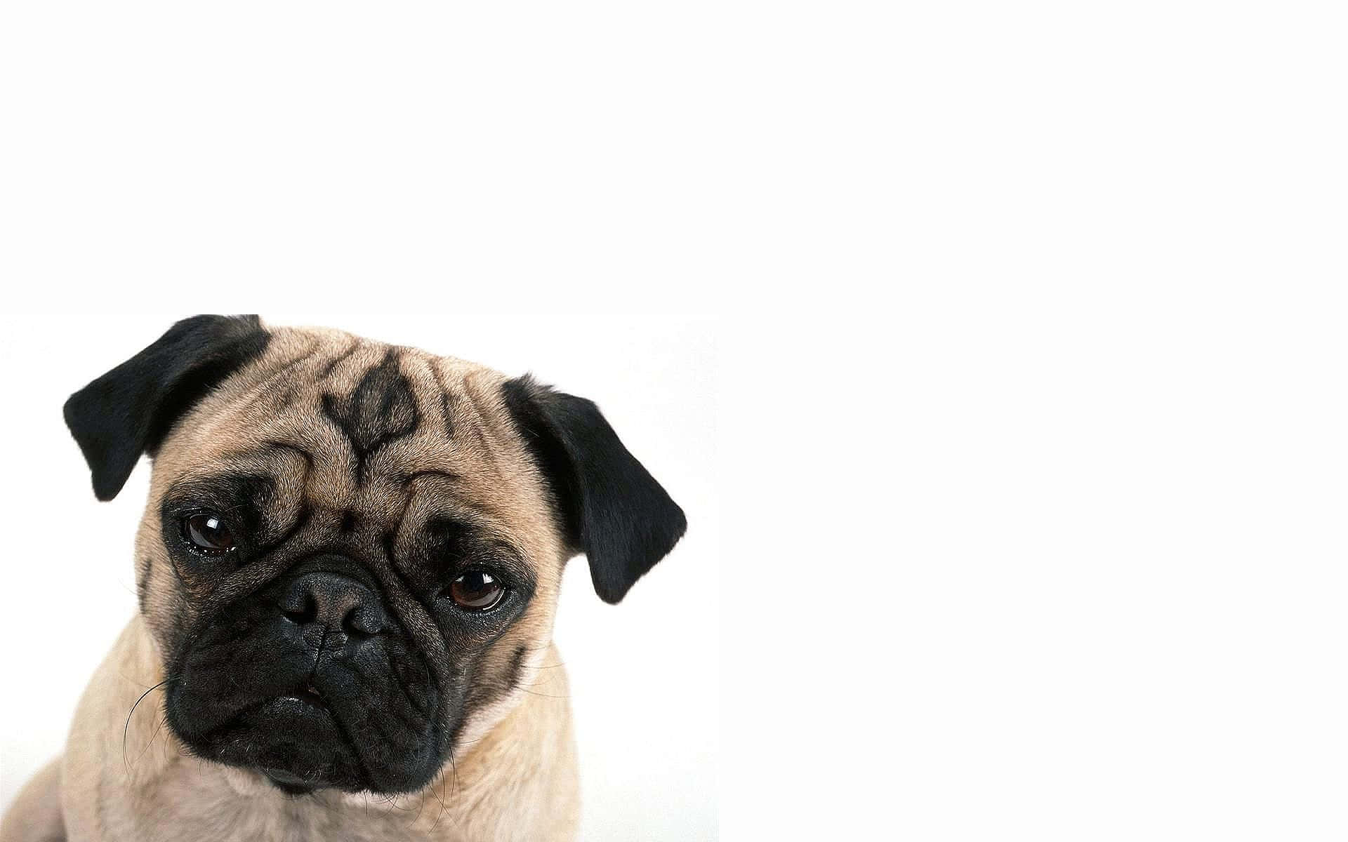 Brown Pug Dog Shoot