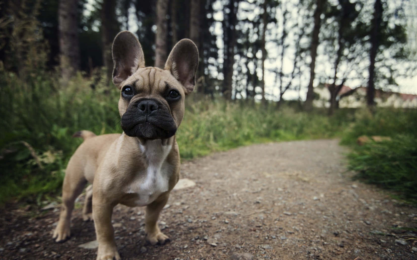 Brown Puppy Cute Animal Crossing Forest