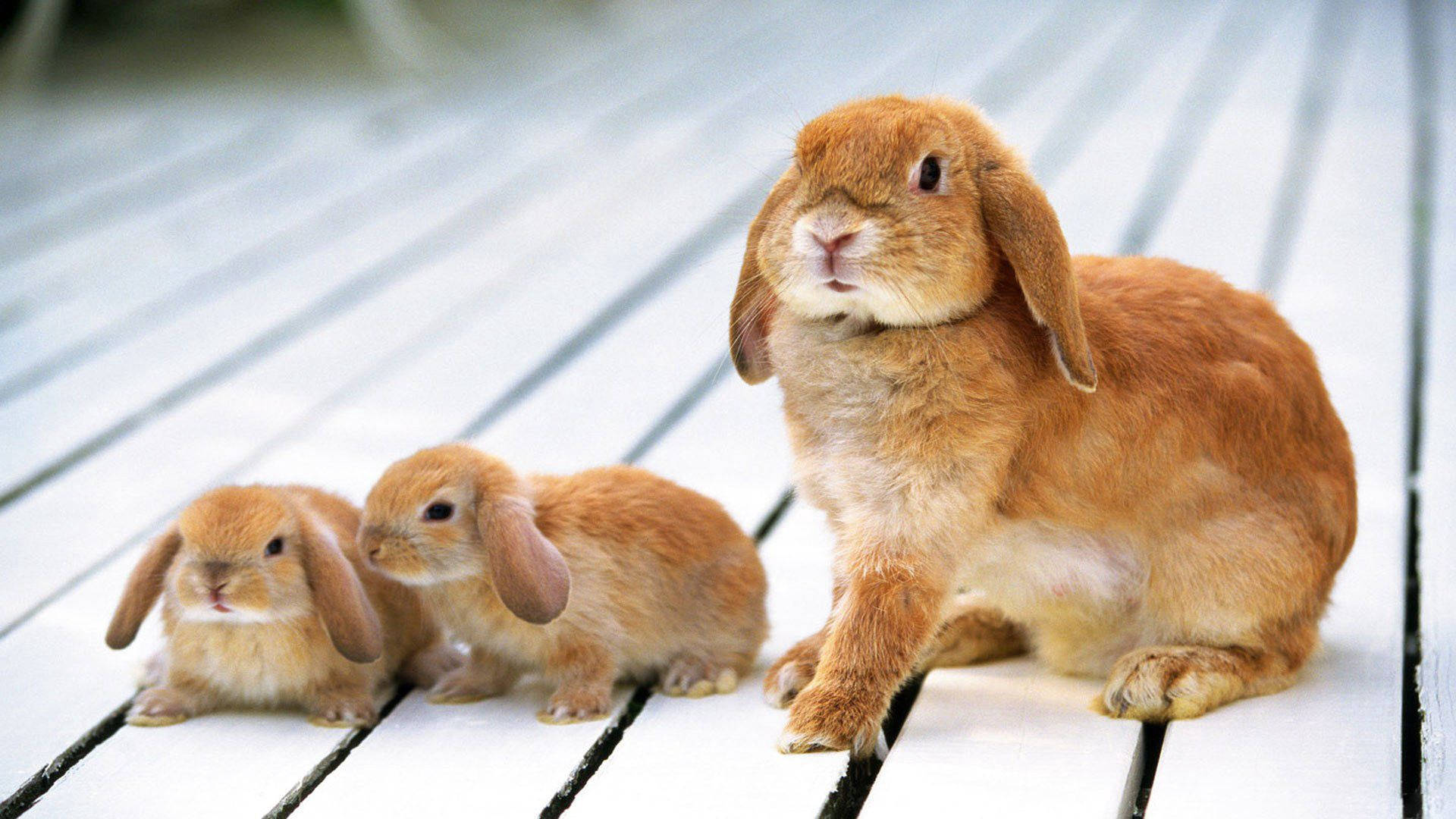 Brown Rabbit And Baby Bunnies