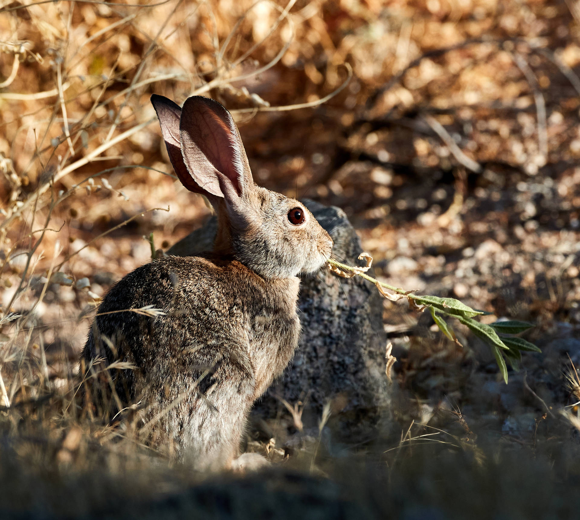 Brown Rabbit In Wilderness Background