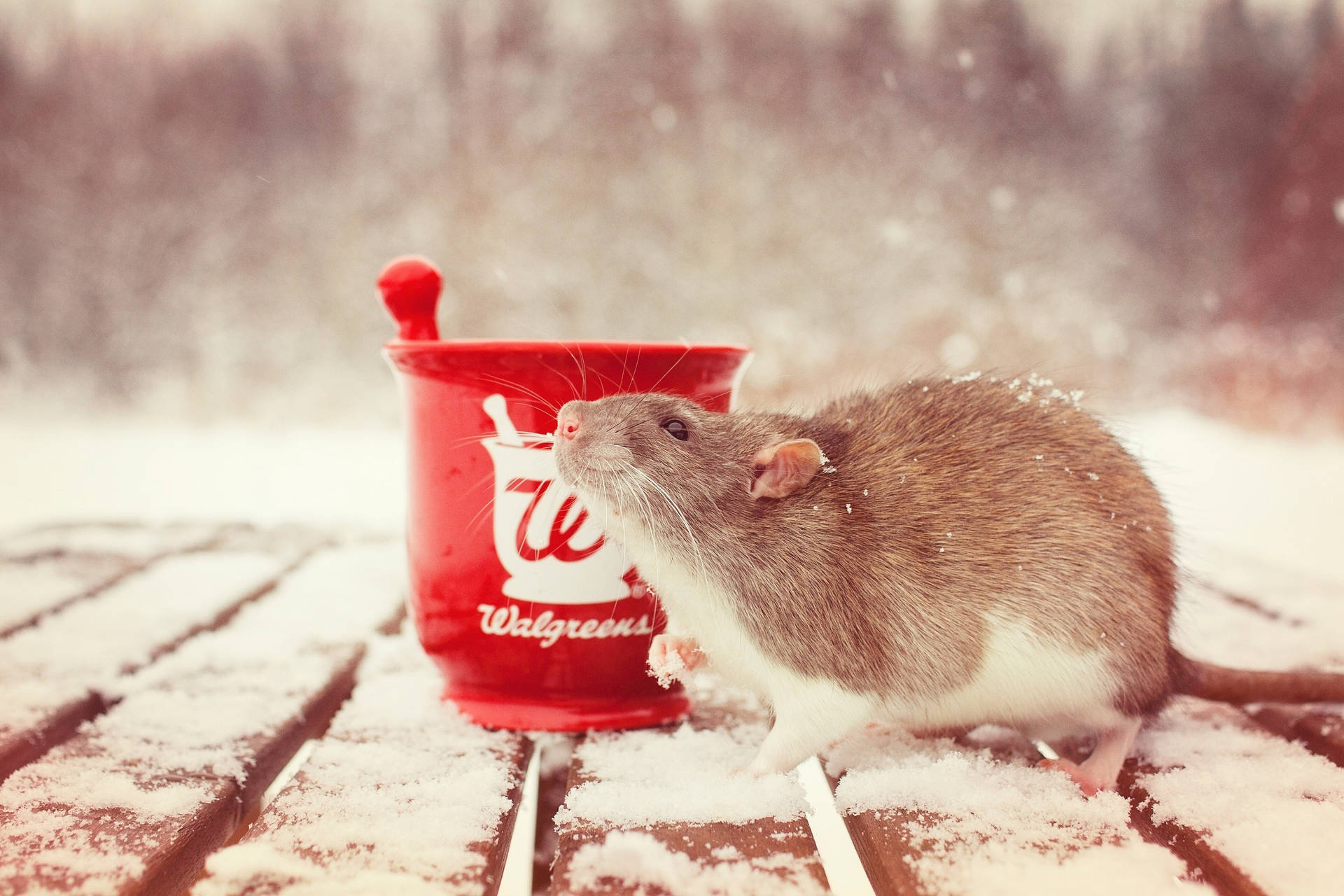 Brown Rat Snow Background