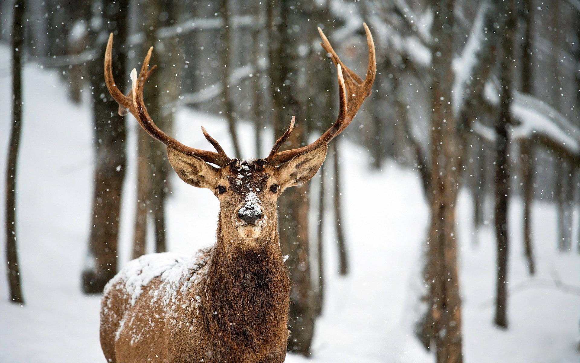 Brown Reindeer In The Snow Background