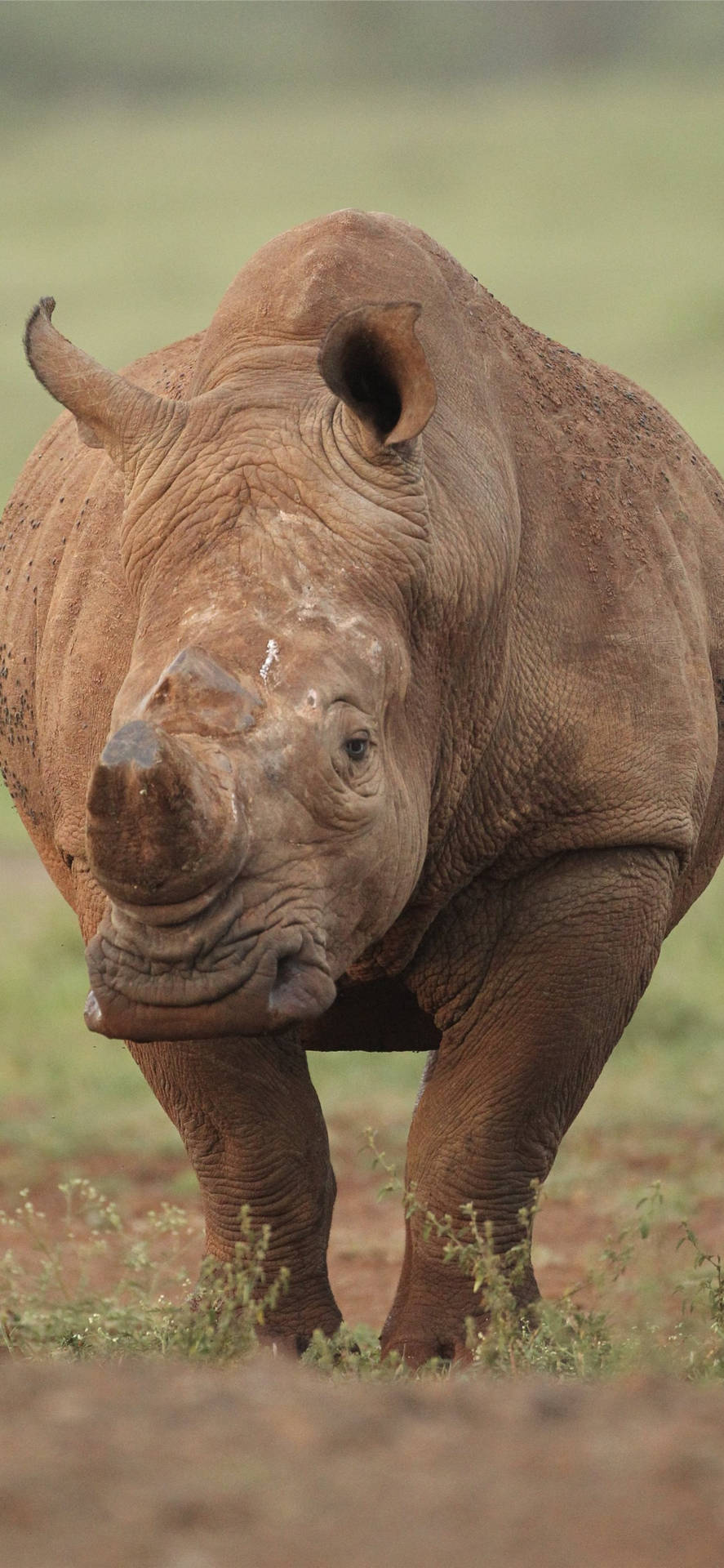 Brown Rhinoceros Background