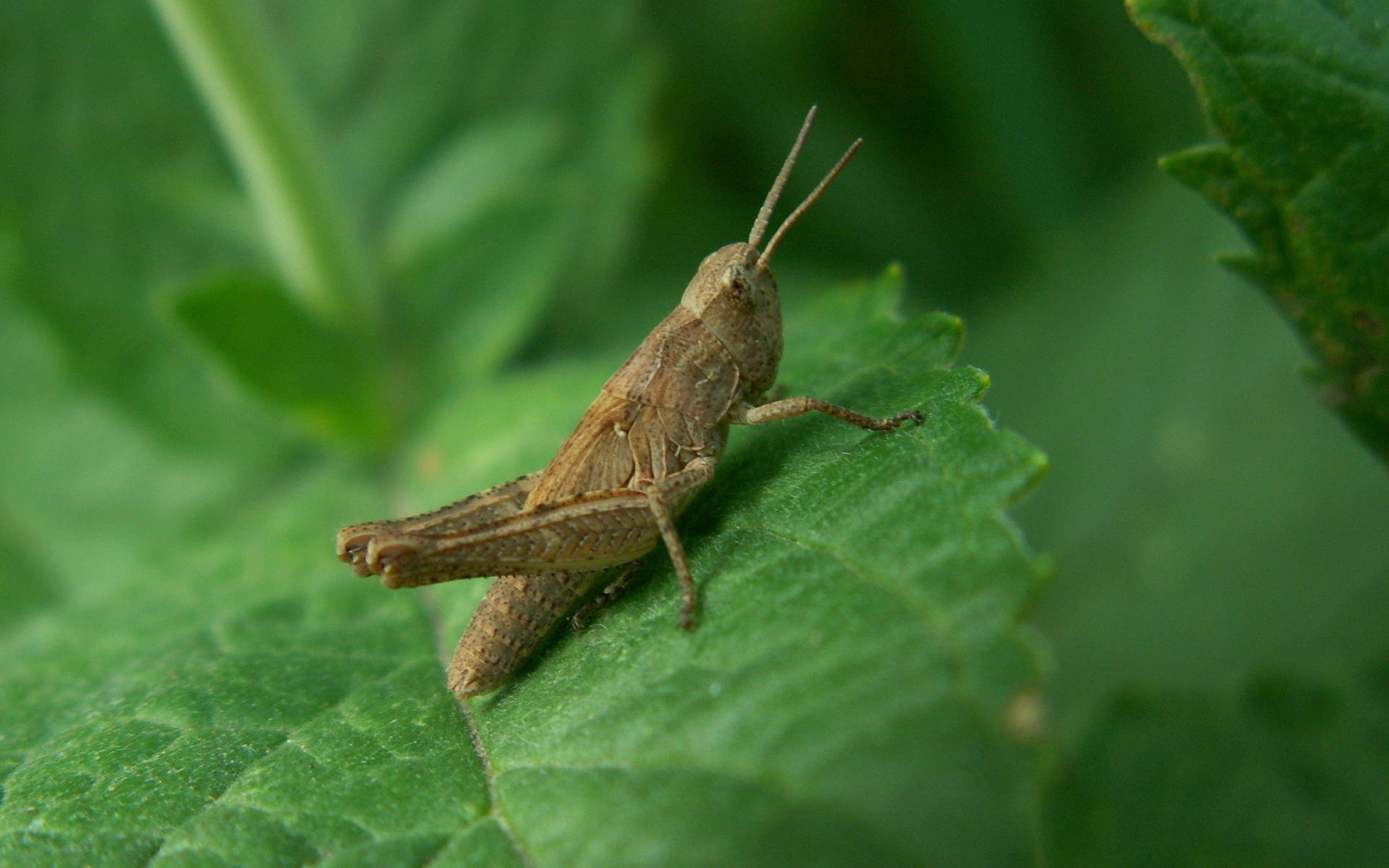 Brown Rufous Grasshopper Background