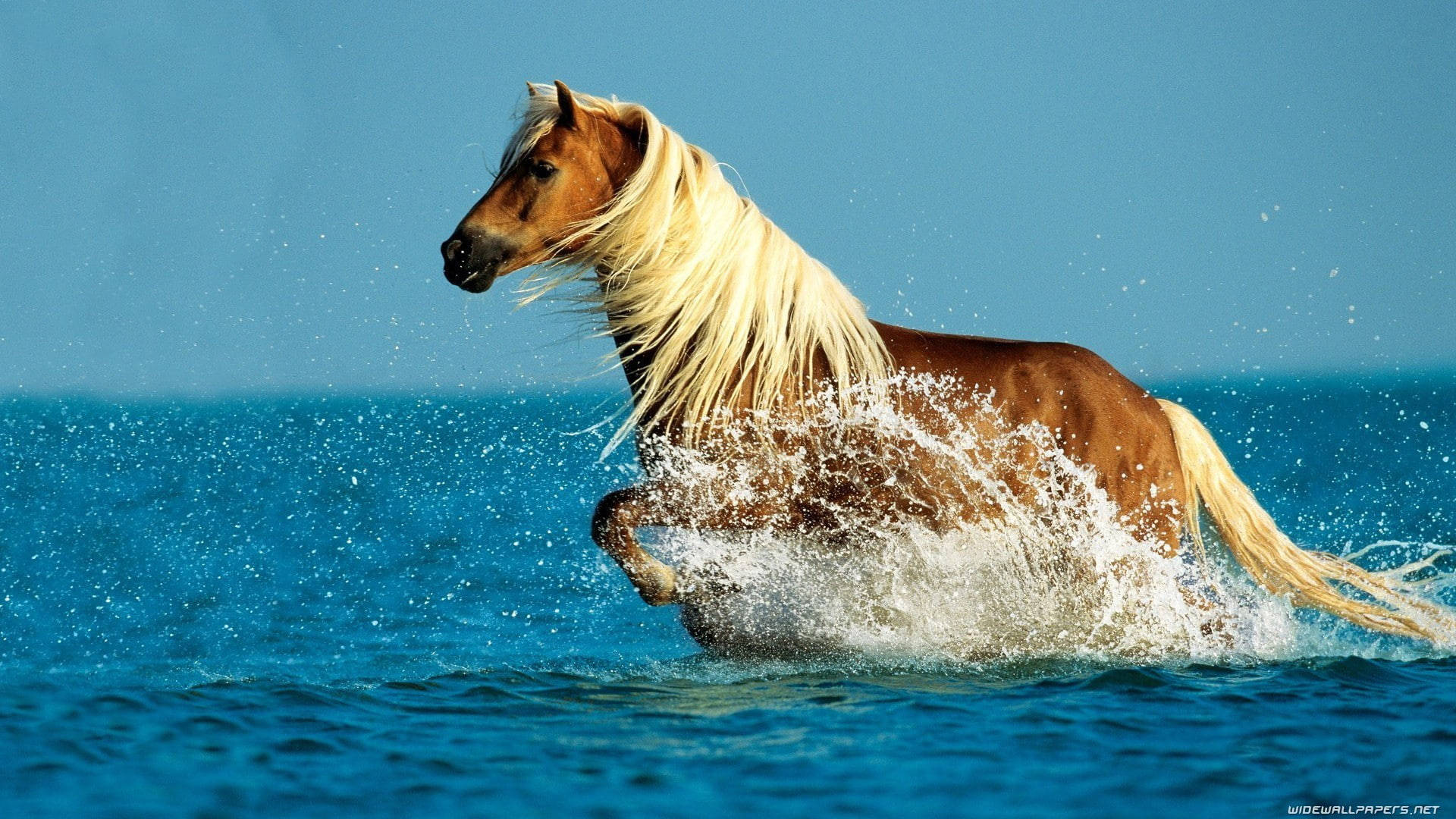 Brown Running Horse With Blonde Mane Background