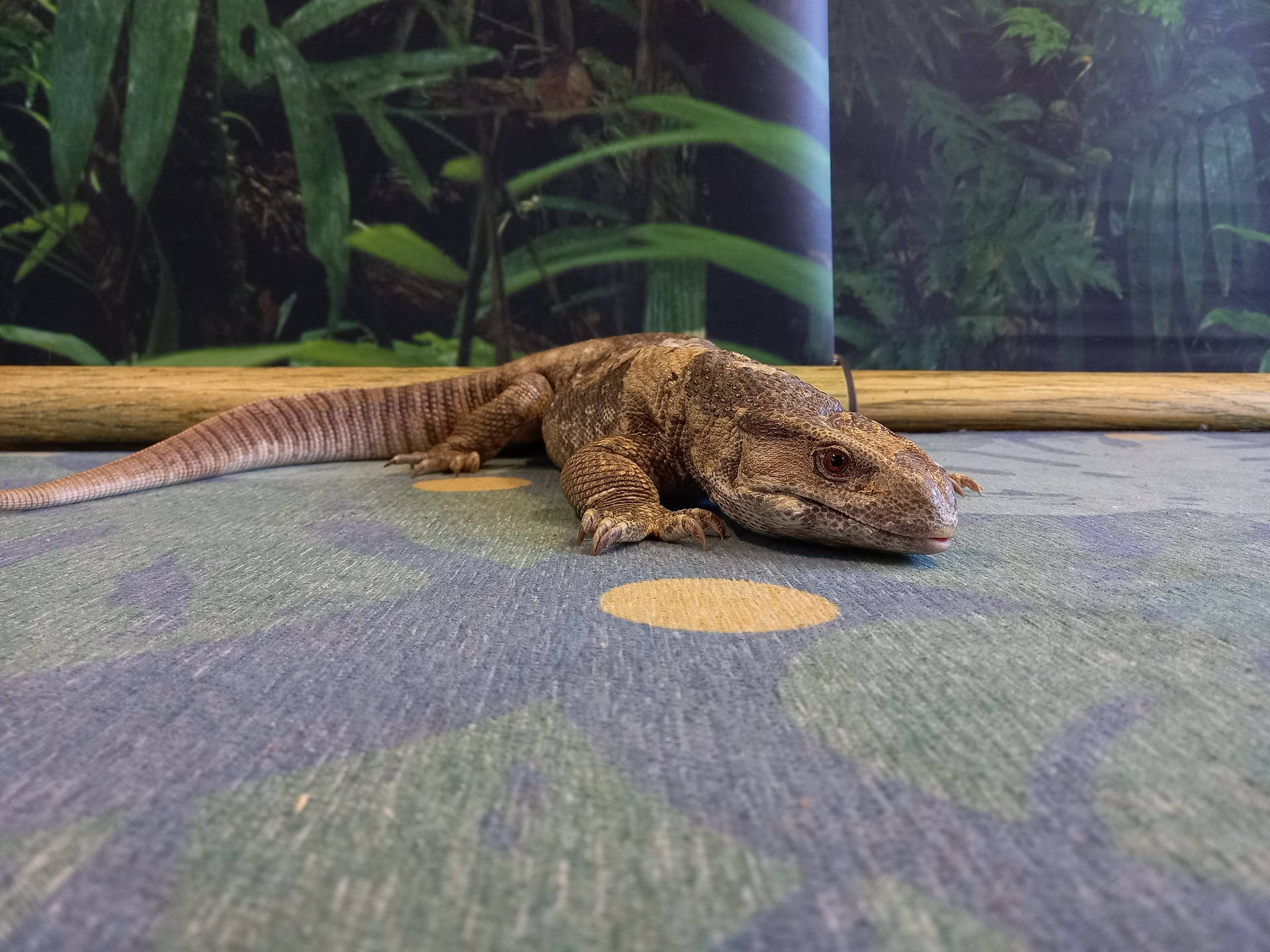 Brown Savannah Monitor Lizard On A Carpet