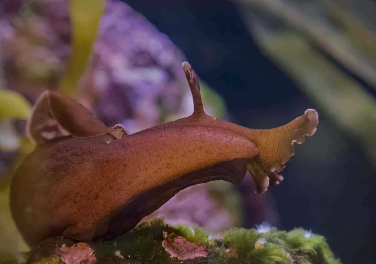 Brown Sea Slug Aquatic Life Background
