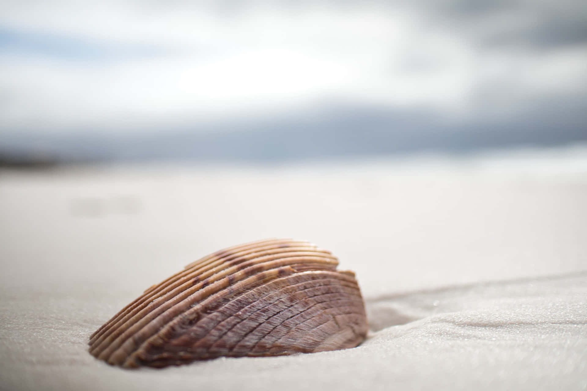 Brown Seashell On White Sand Background