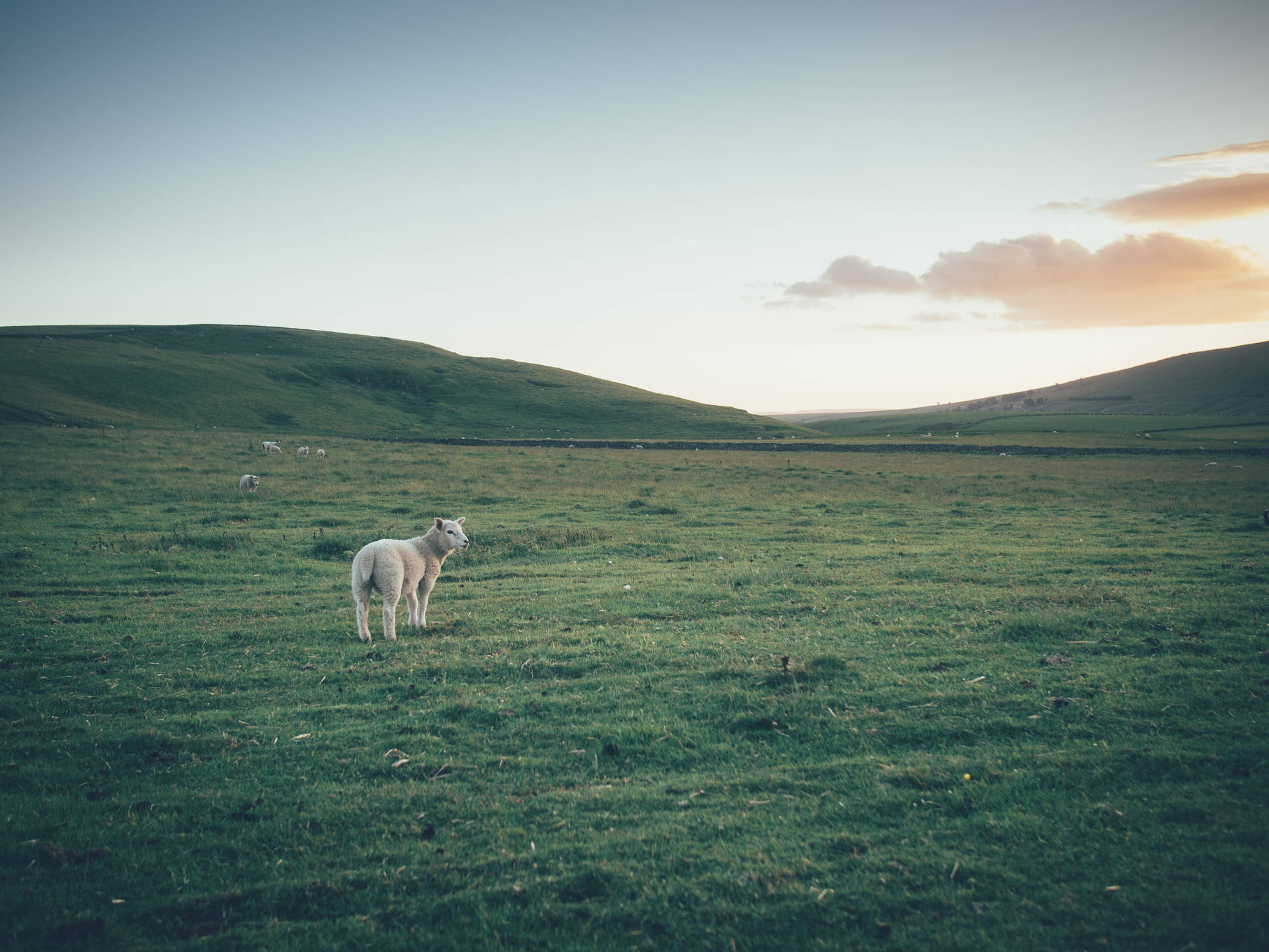 Brown Sheep In Wide Land Background