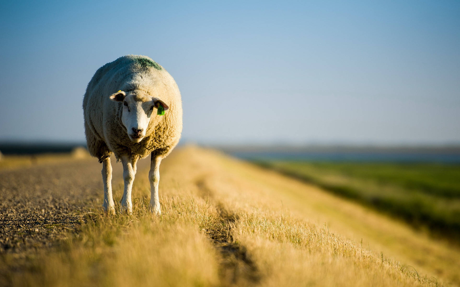 Brown Sheep On A Field Background