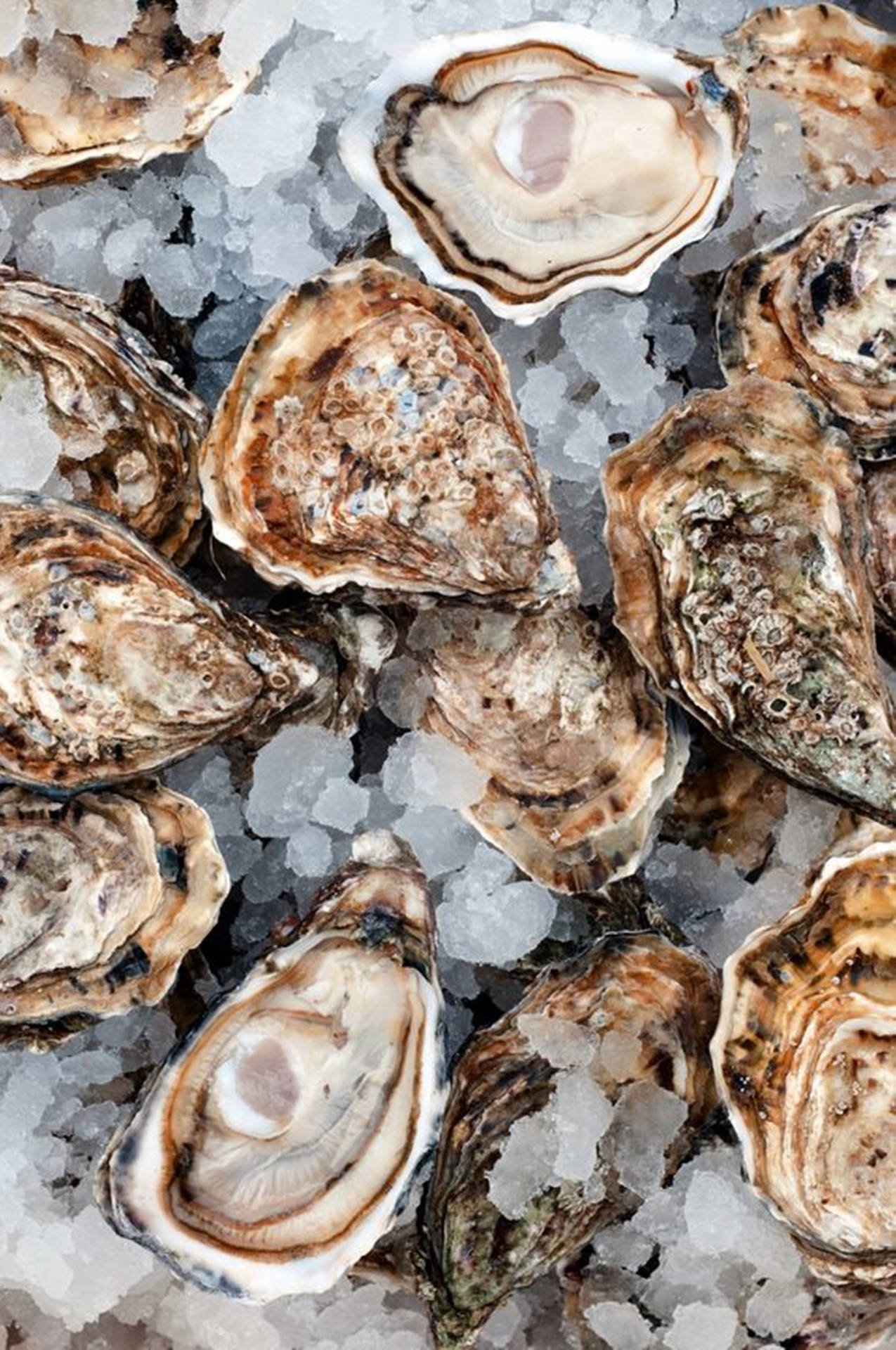 Brown Shell Oyster On Salt