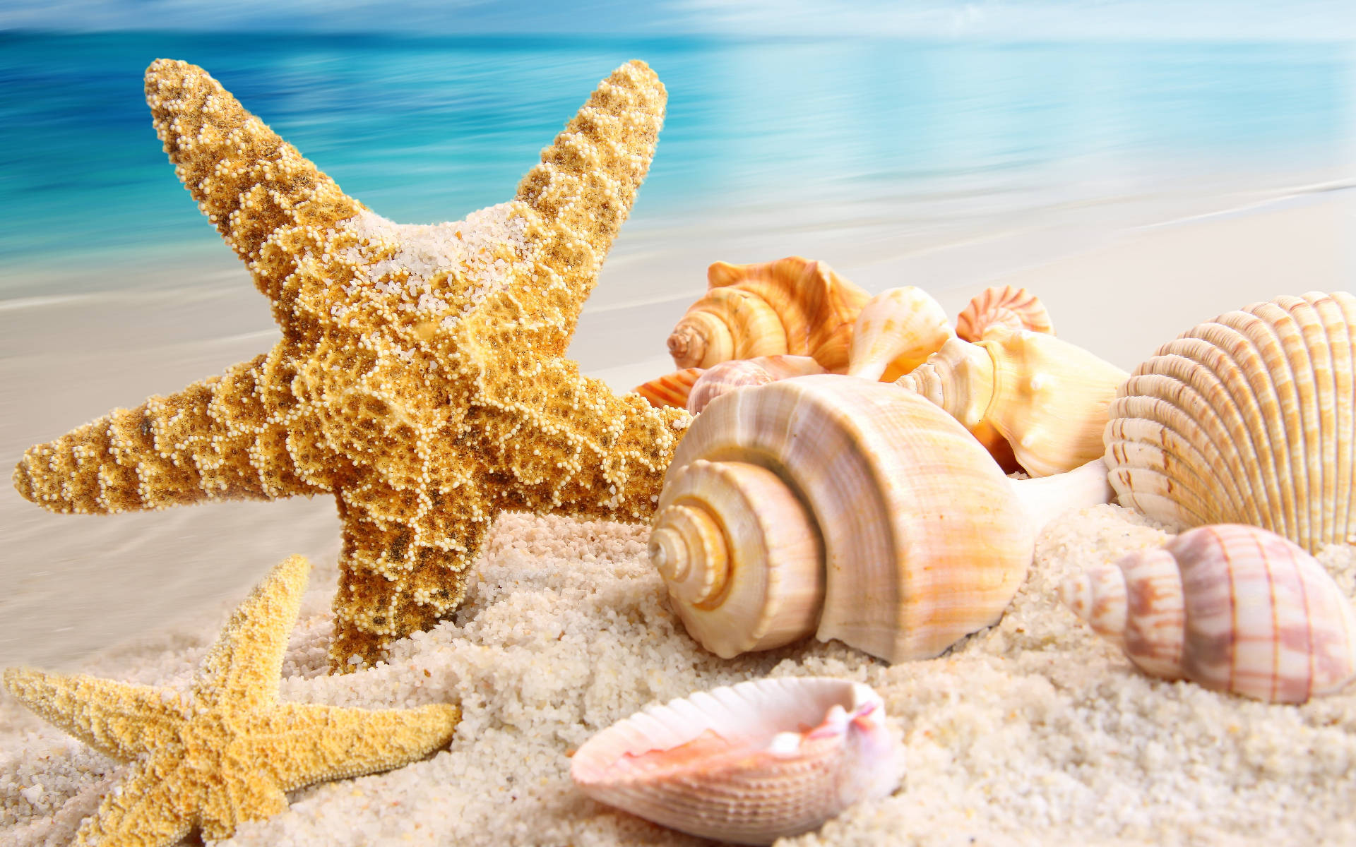 Brown Shells And Starfish Background