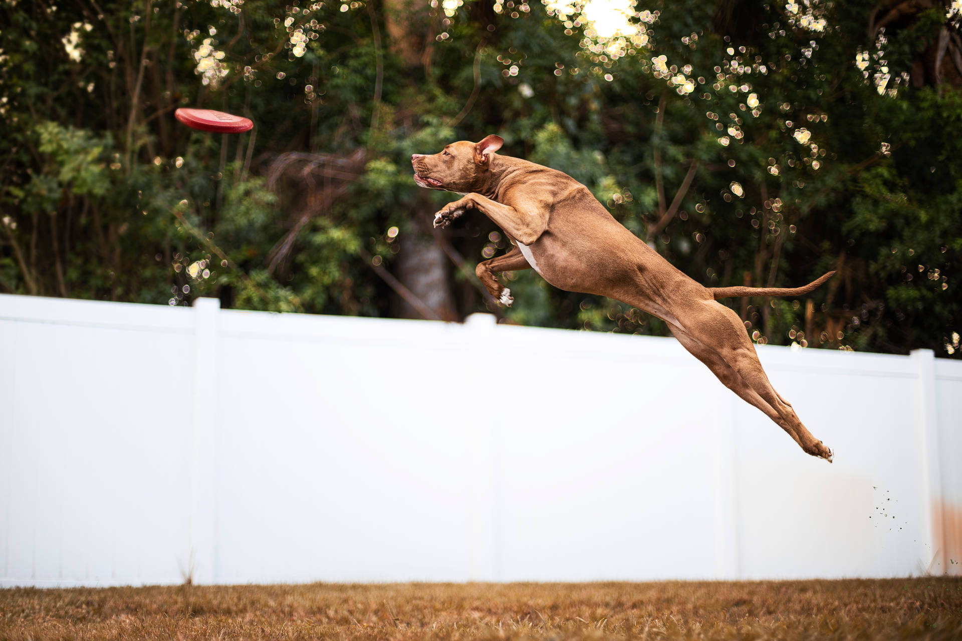 Brown Short Coated Pitbull Jumping Background