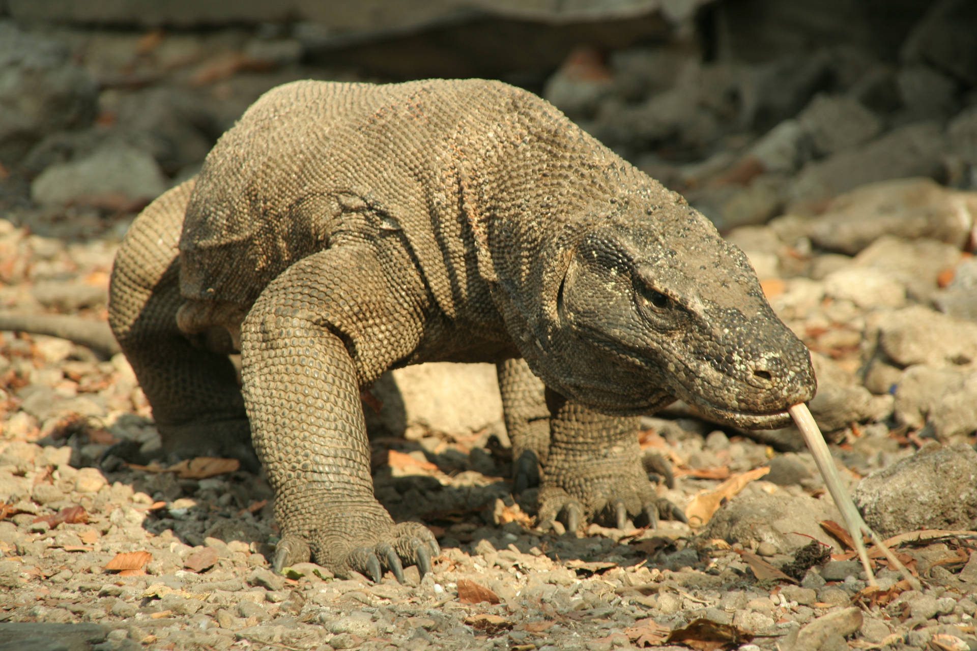 Brown Skinned Komodo Dragon Monitor Lizard