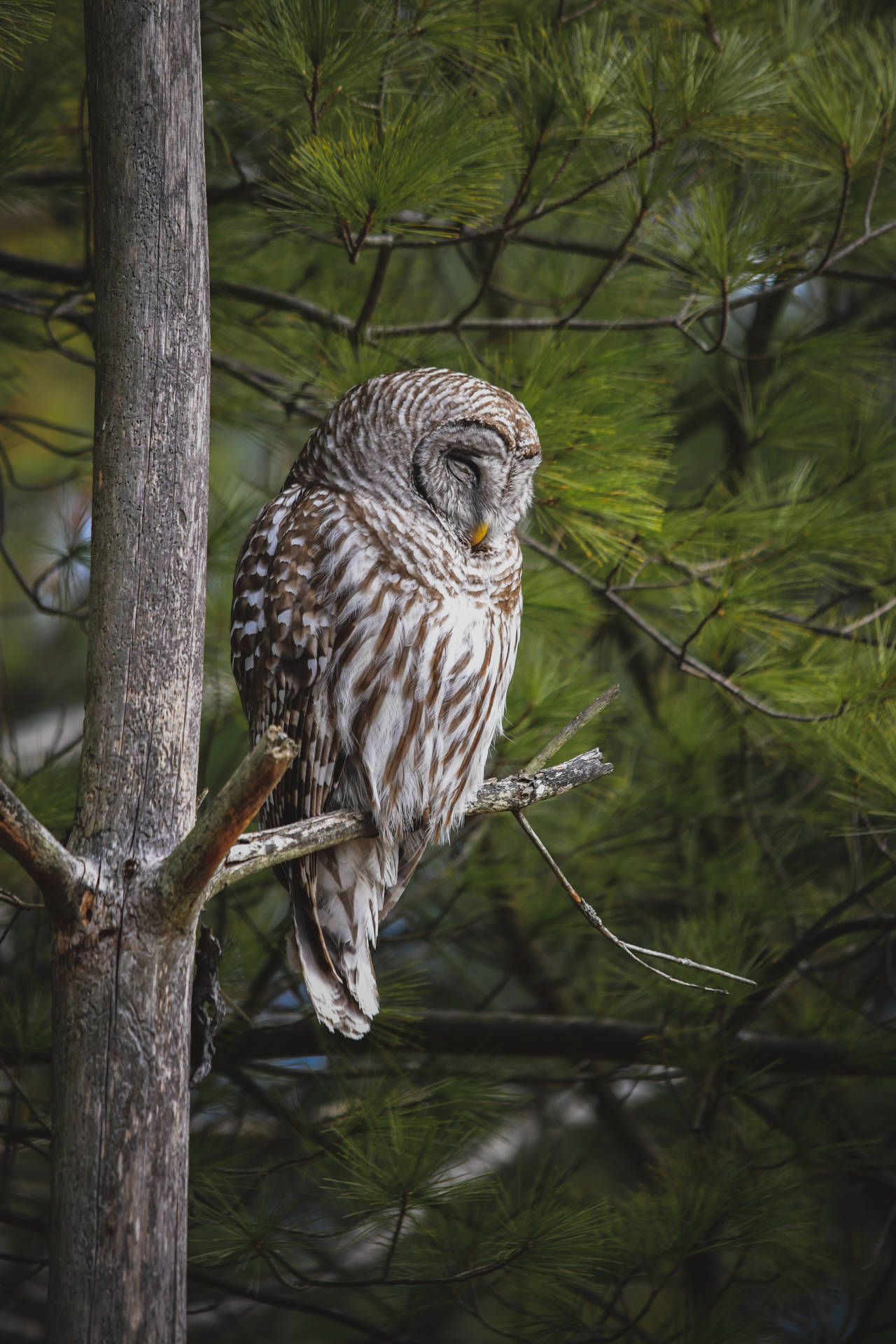 Brown Sleeping Owl Beautiful Birds Background