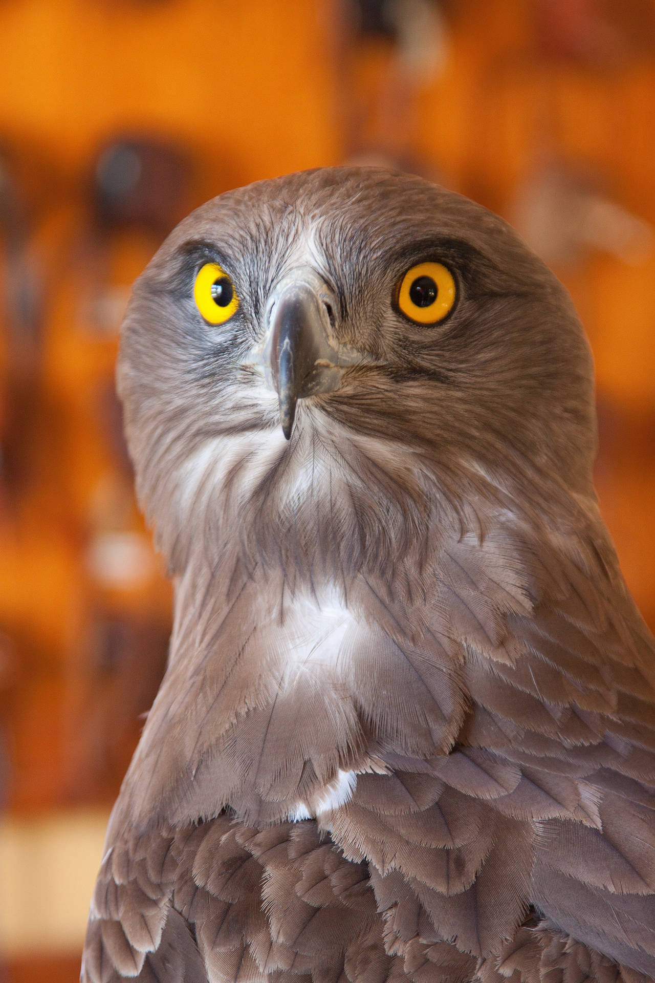 Brown Snake Aguila Bird Portrait Background