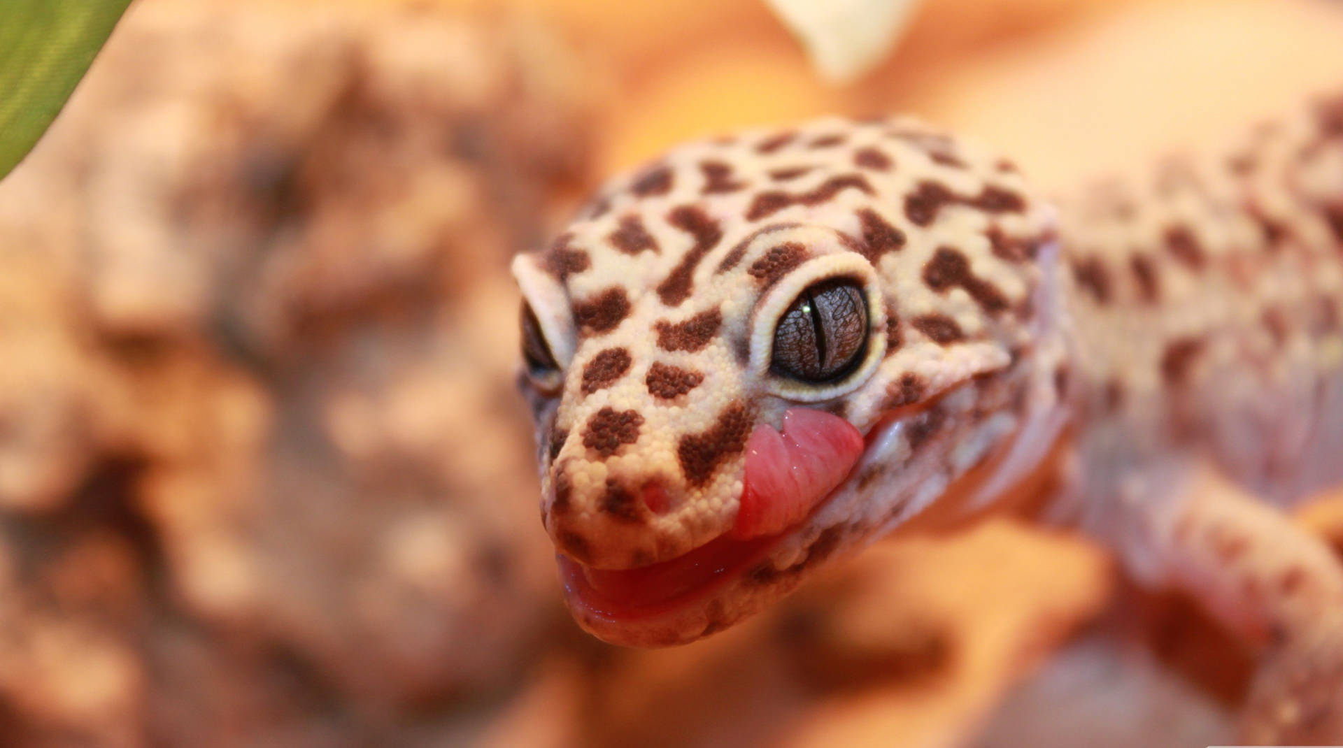 Brown Spotted Gecko