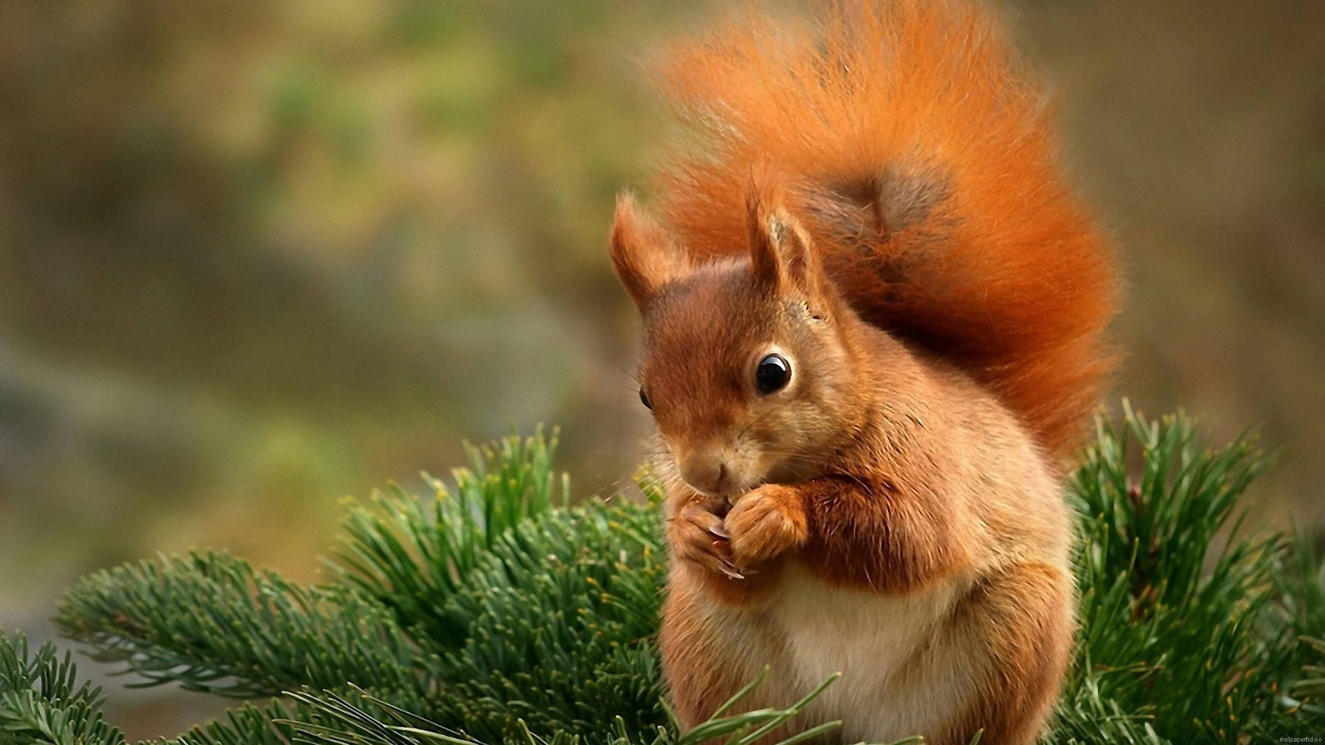 Brown Squirrel 1080p Hd Desktop Background