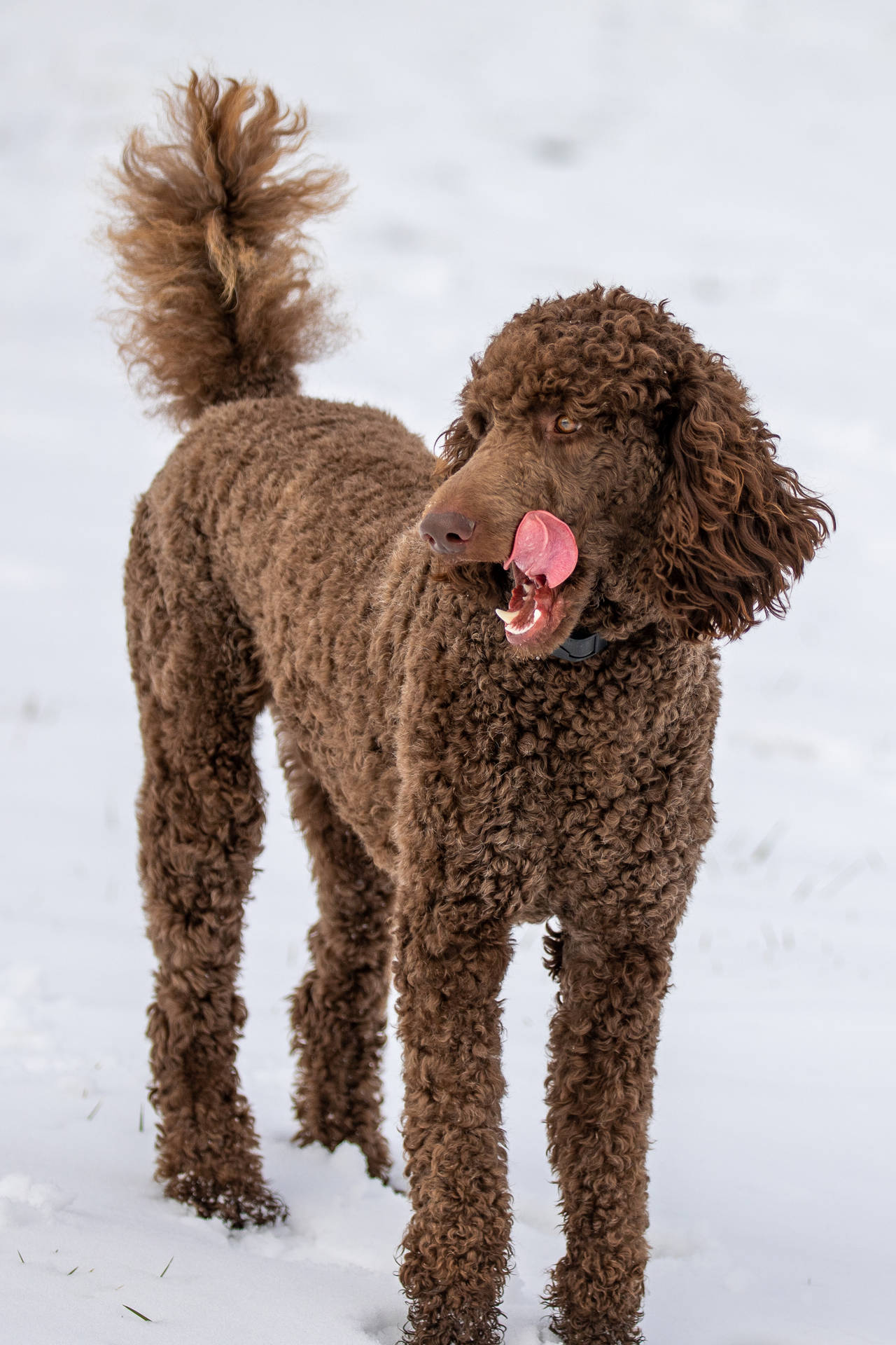 Brown Standard Poodle In Snow Background