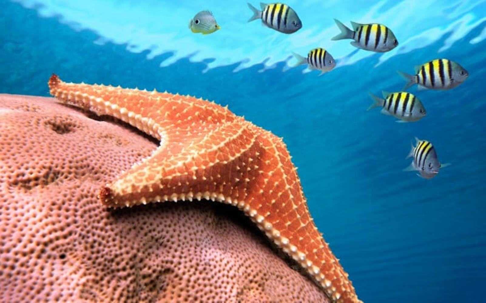 Brown Starfish And Fish Background