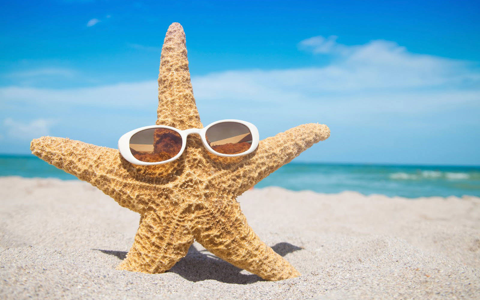 Brown Starfish Cool Shade Stunner Background