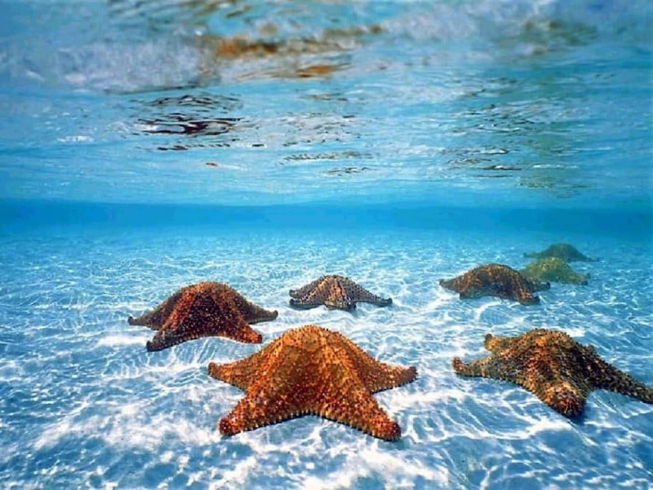 Brown Starfish In Blue Ocean