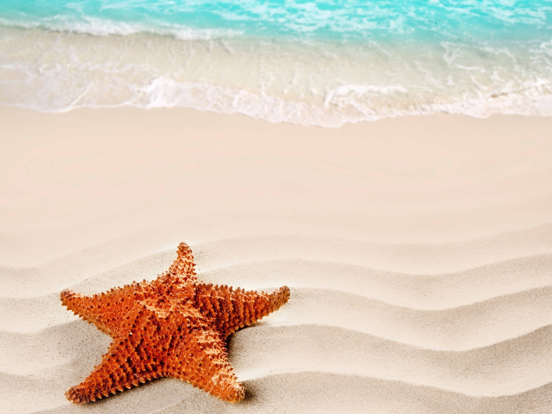 Brown Starfish On Fine Sand