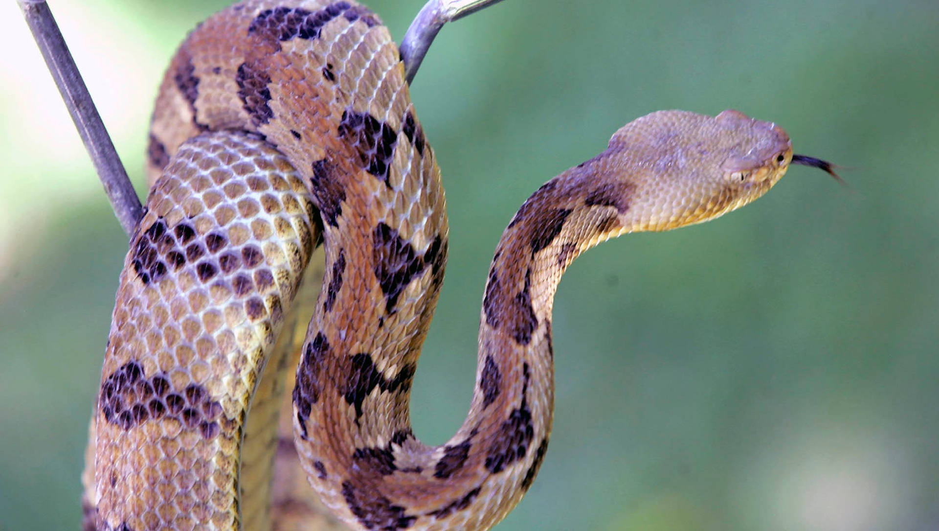 Brown Timber Rattler Snake Background