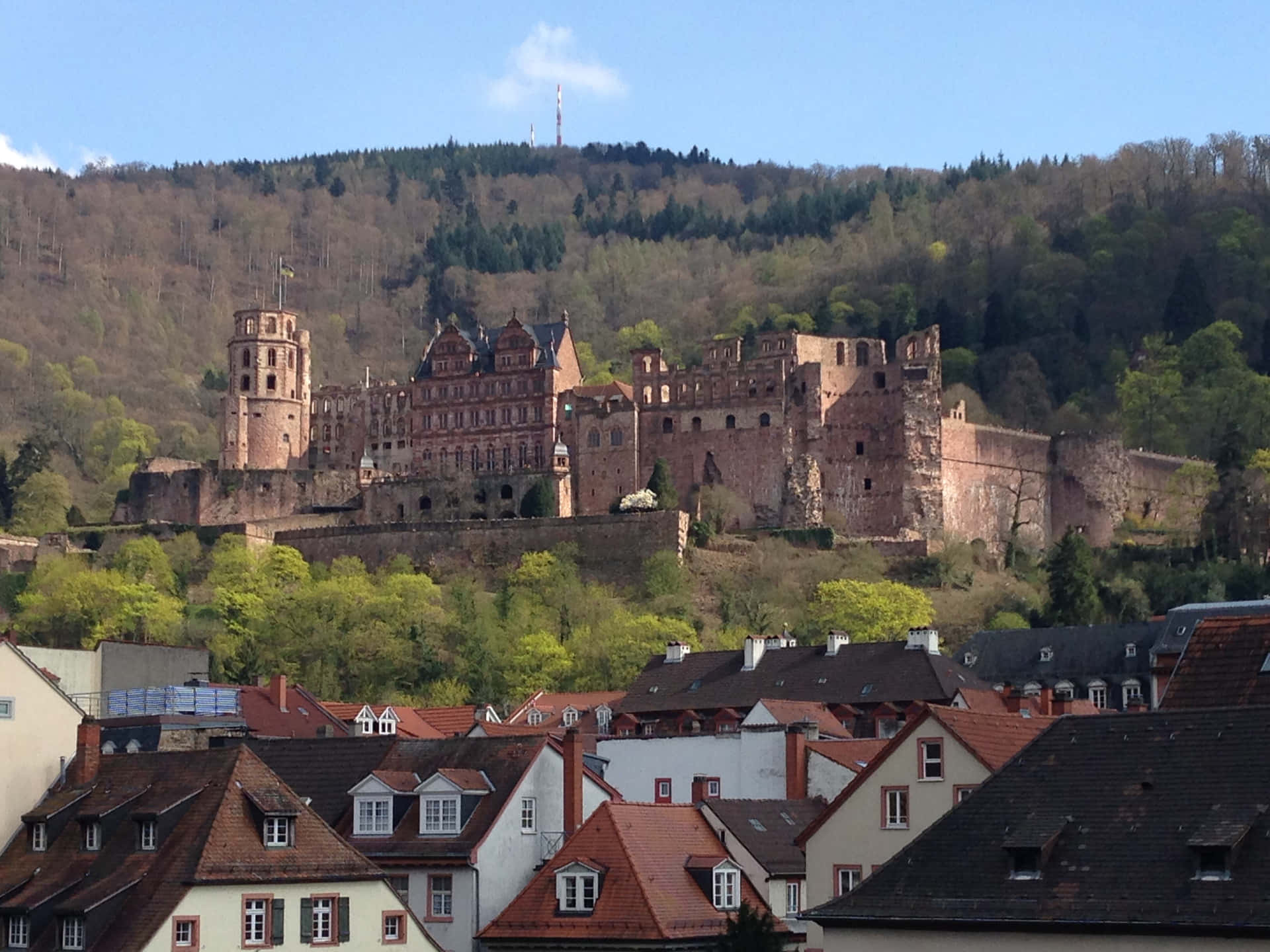 Brown Trees Around Heidelberg Castle Background