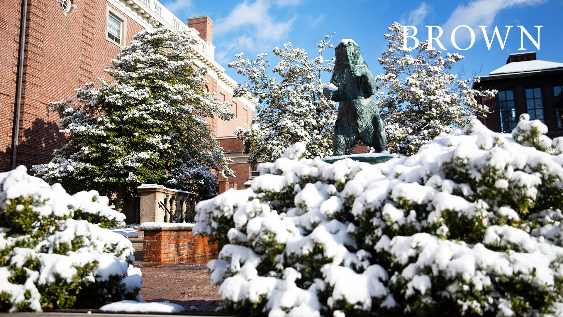 Brown University Bear Statue With Snow Background