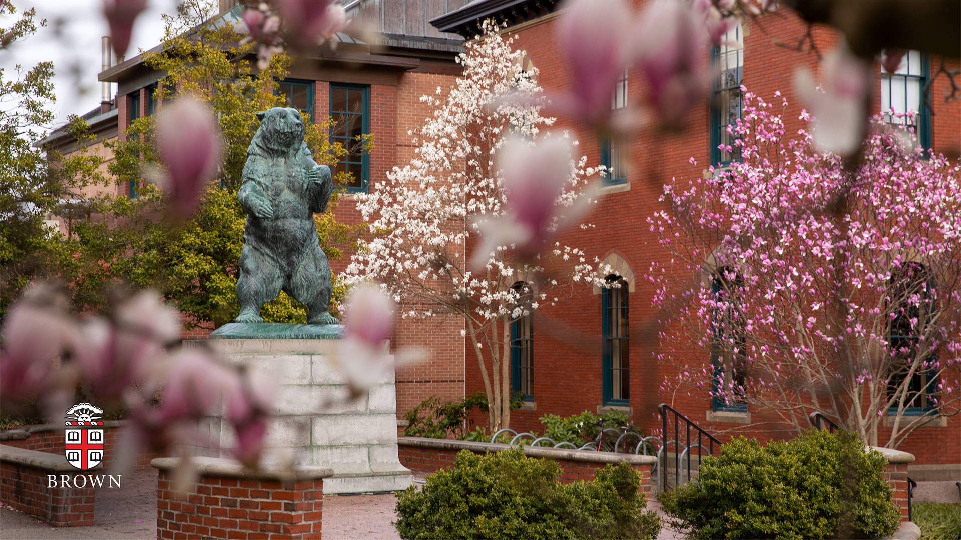 Brown University Statue And Flowers Background