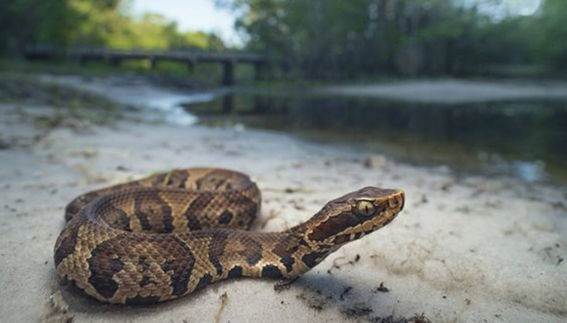 Brown Water Moccasin Beside River Background