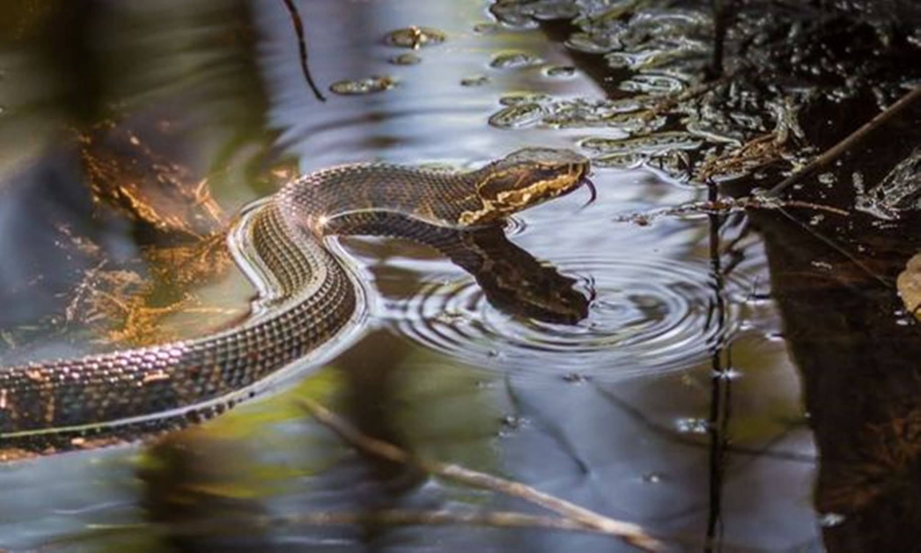 Brown Water Moccasin Forest River