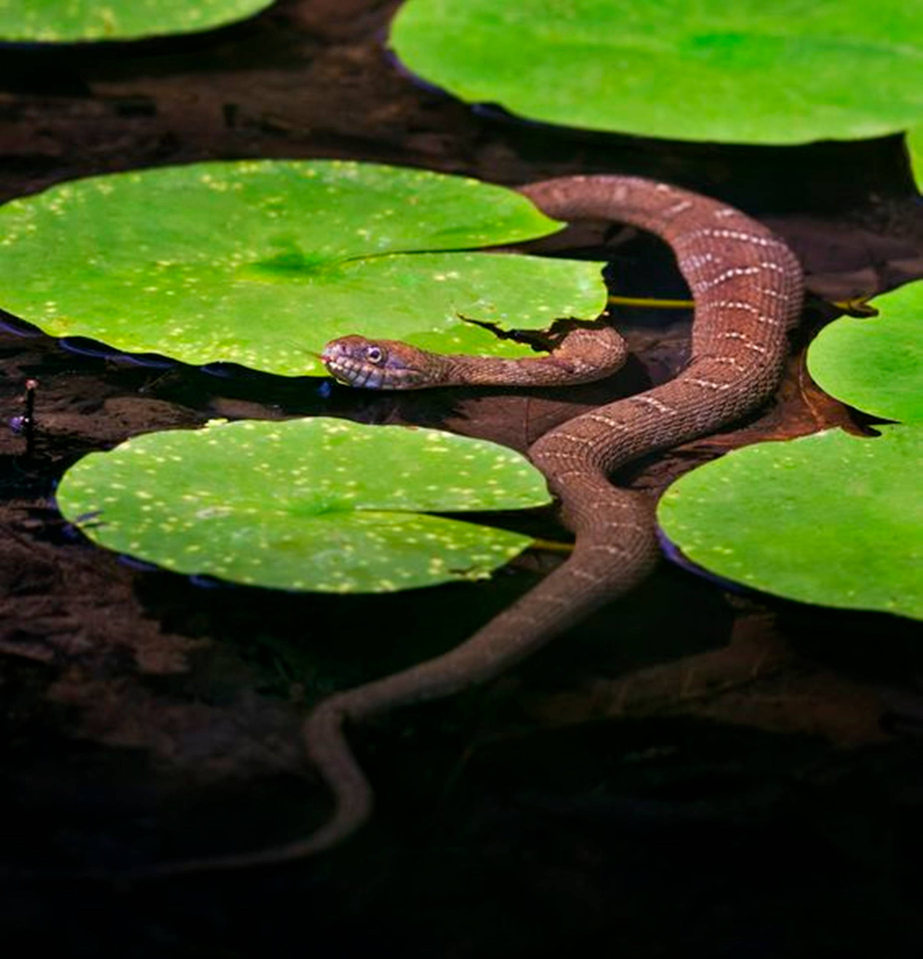 Brown Water Moccasin On Green Water Lily Background