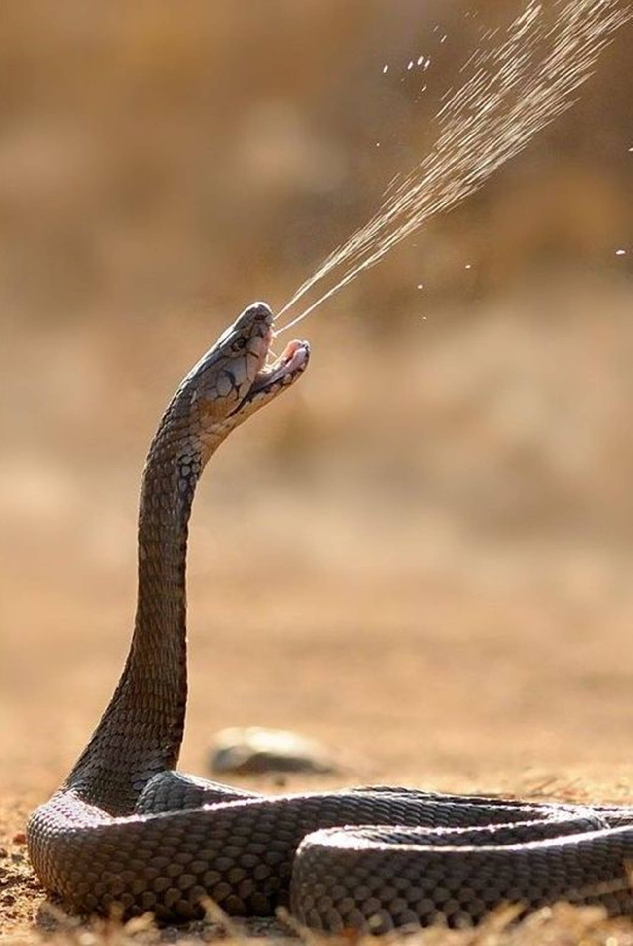 Brown Water Moccasin Venom Background