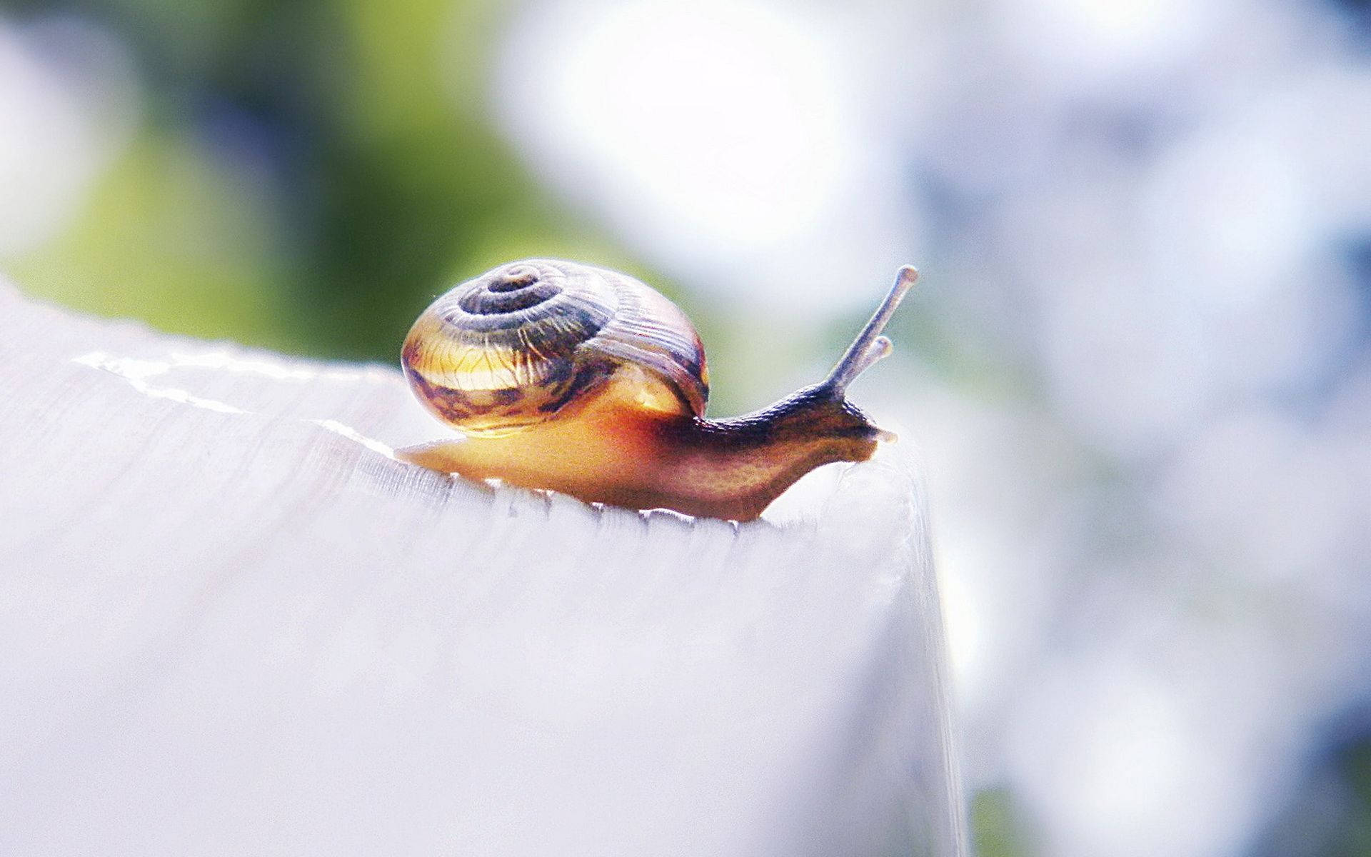 Brown White Snail Background