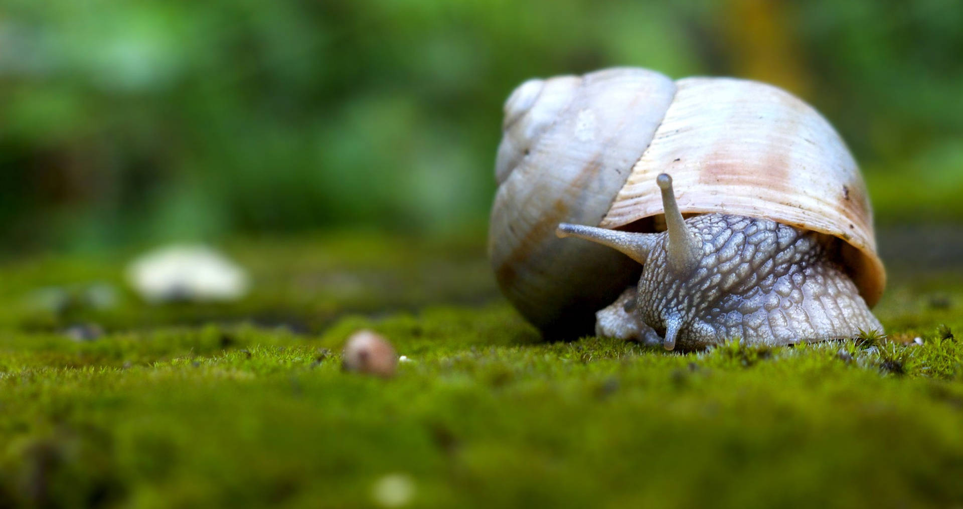 Brown White Snail Background