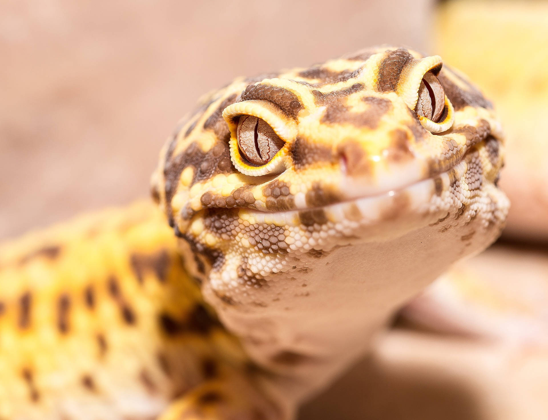 Brown Yellow Leopard Gecko Smile Background