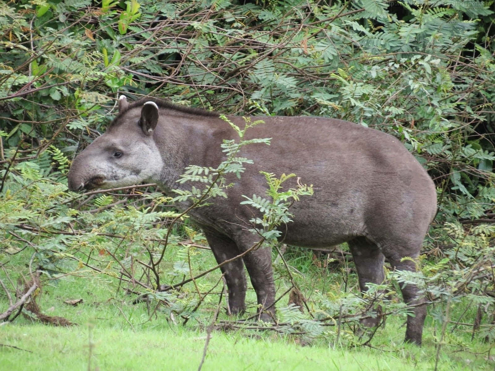 Browsing Tapirin Greenery