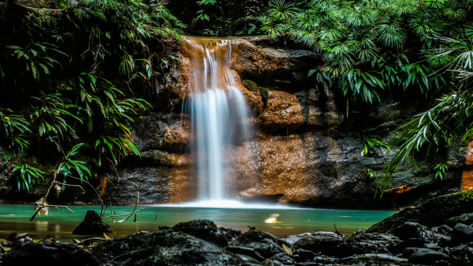 Brunei Stunning Rainforest Background