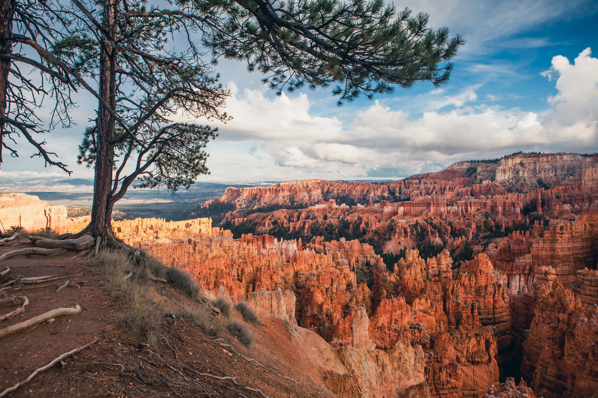 Bryce Canyon National Park Hoodoos Overlooked By A Tree Background