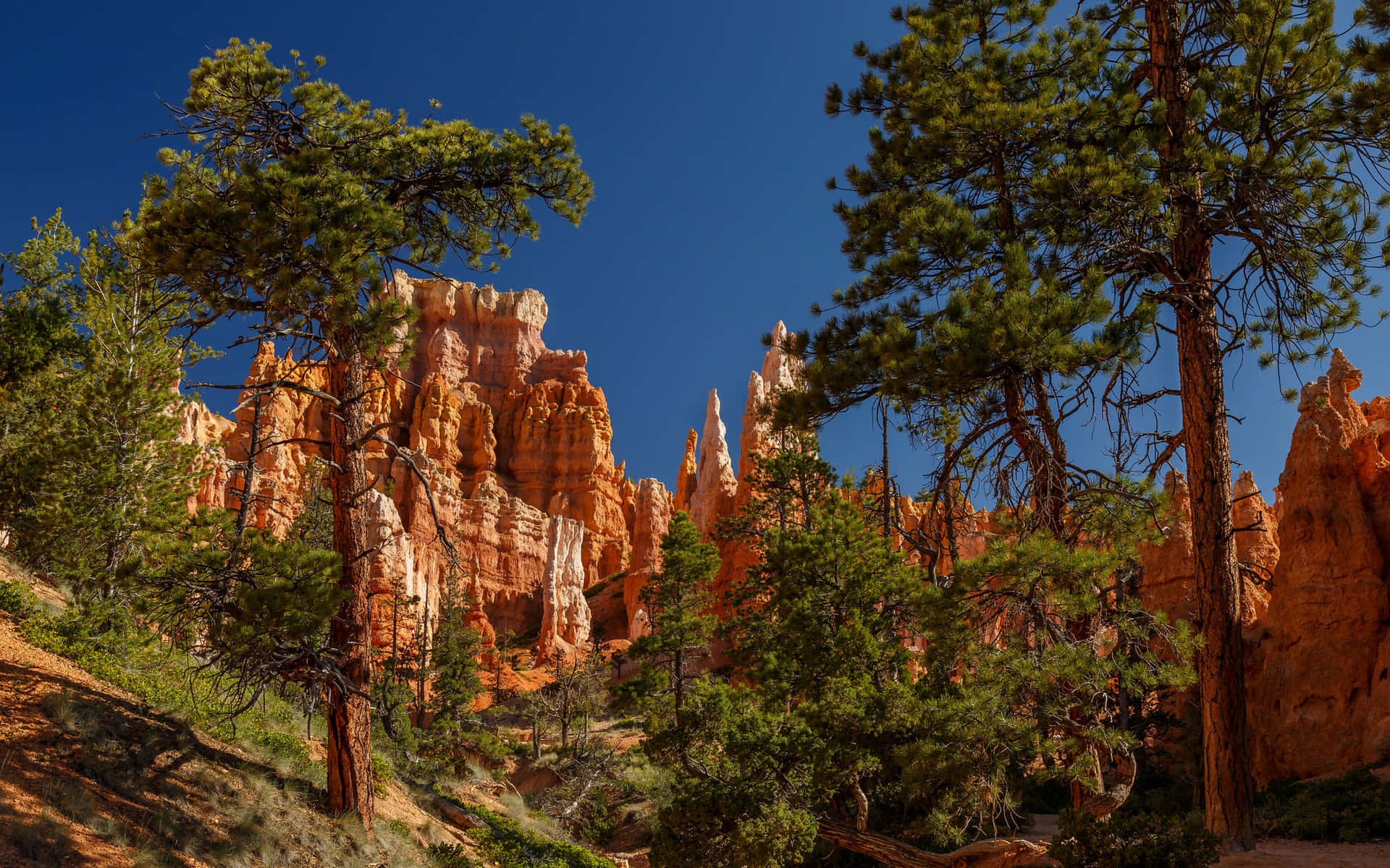 Bryce Canyon National Park Pine Trees Background