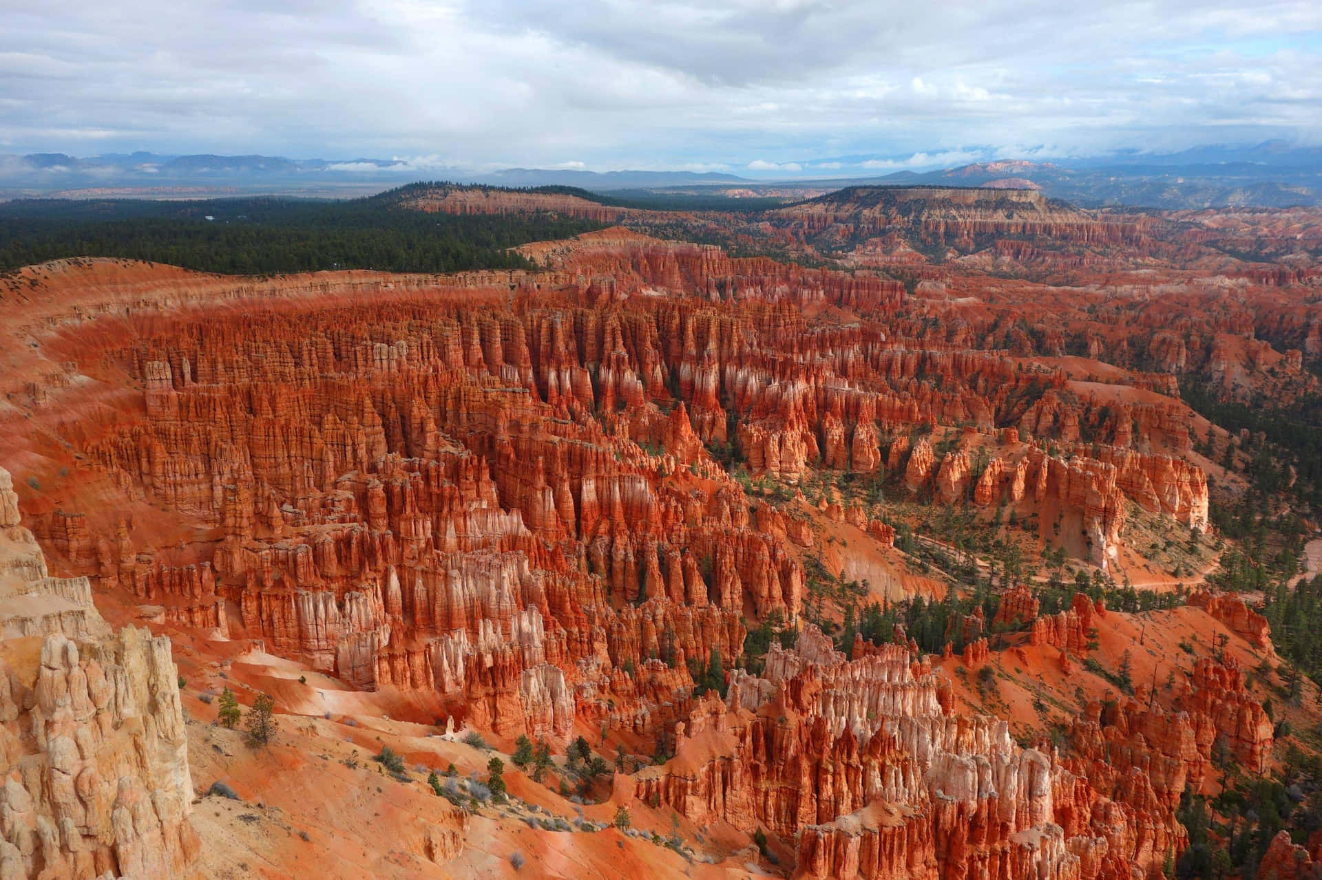 Bryce Canyon National Park Strip Of Trees