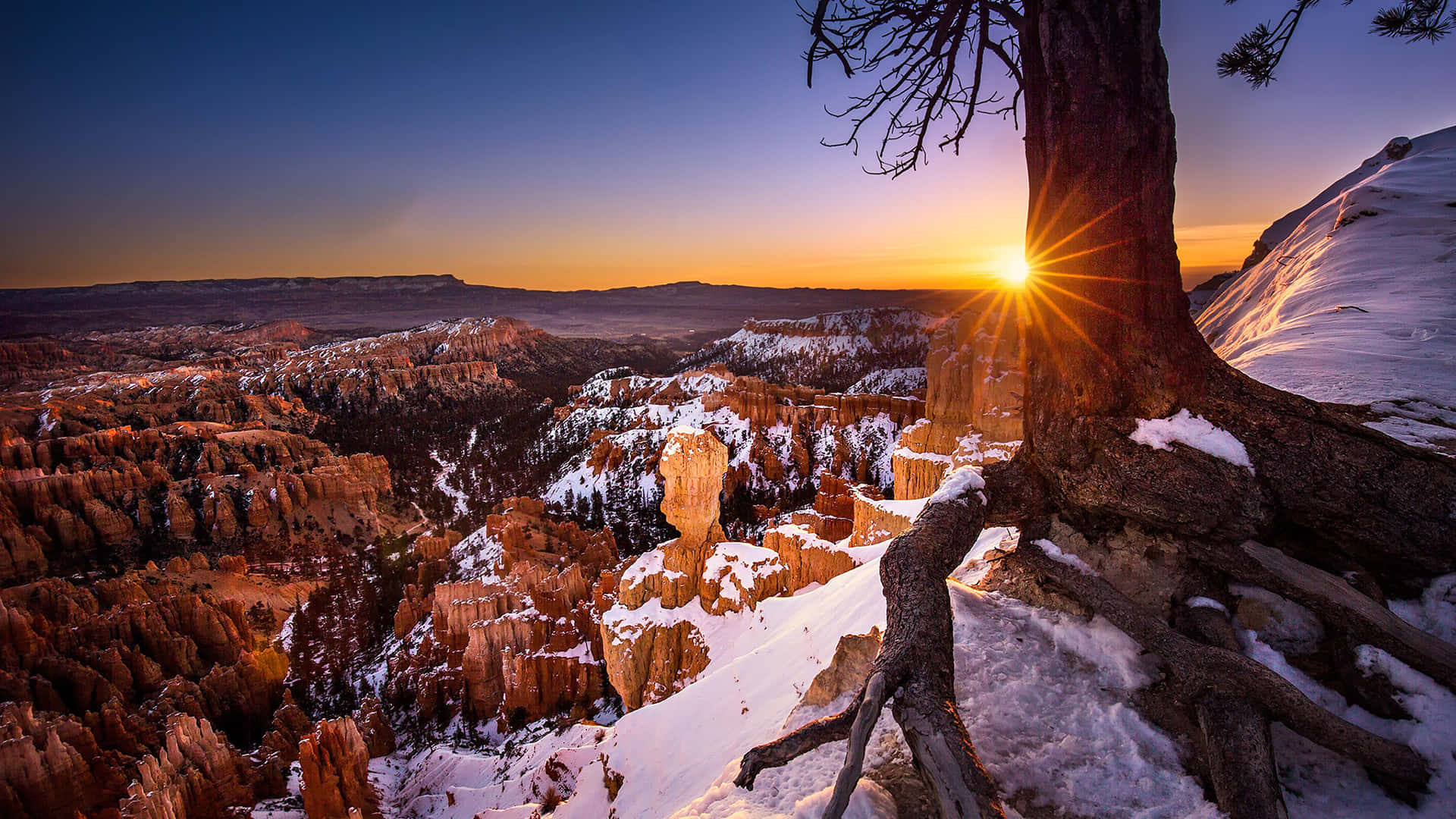 Bryce Canyon National Park Sunset Through A Tree Background