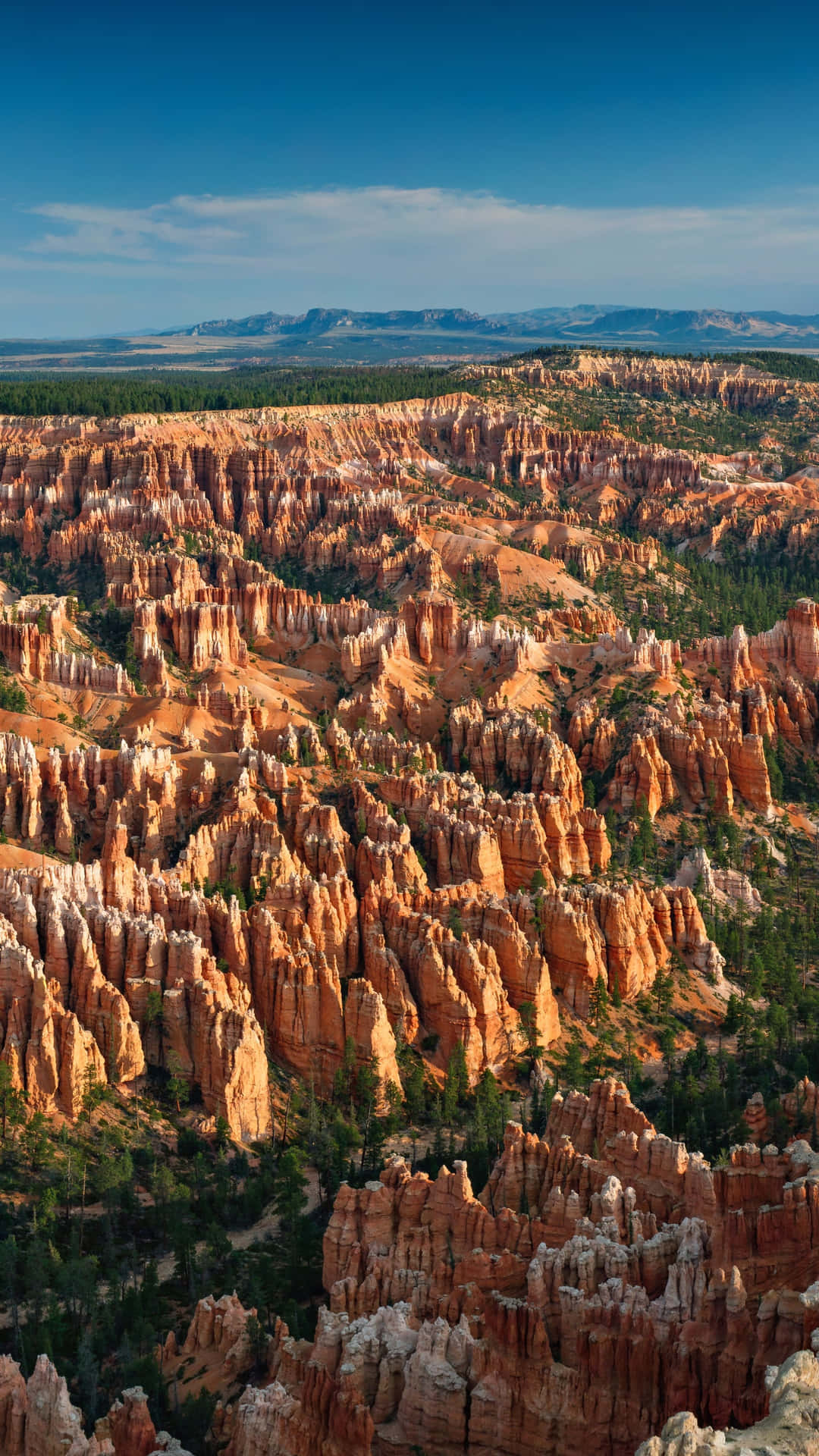 Bryce Canyon National Park Trees With Rock Formations Background