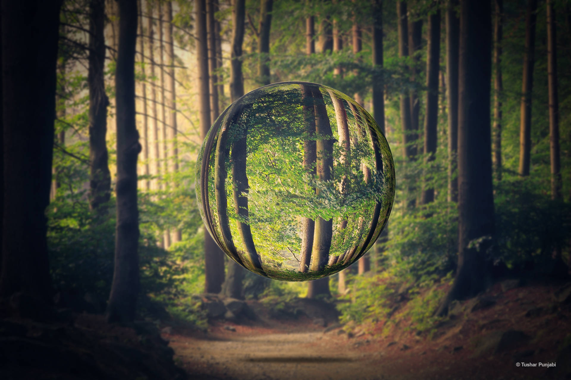 Bubble In Forest Photoshop Hd Background