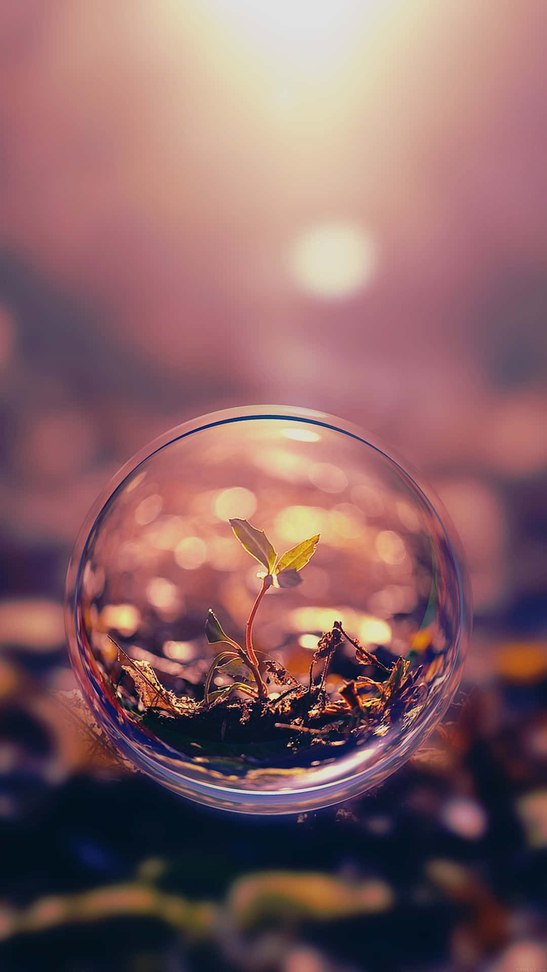 Bubble Sprout Nature Android Hd Background